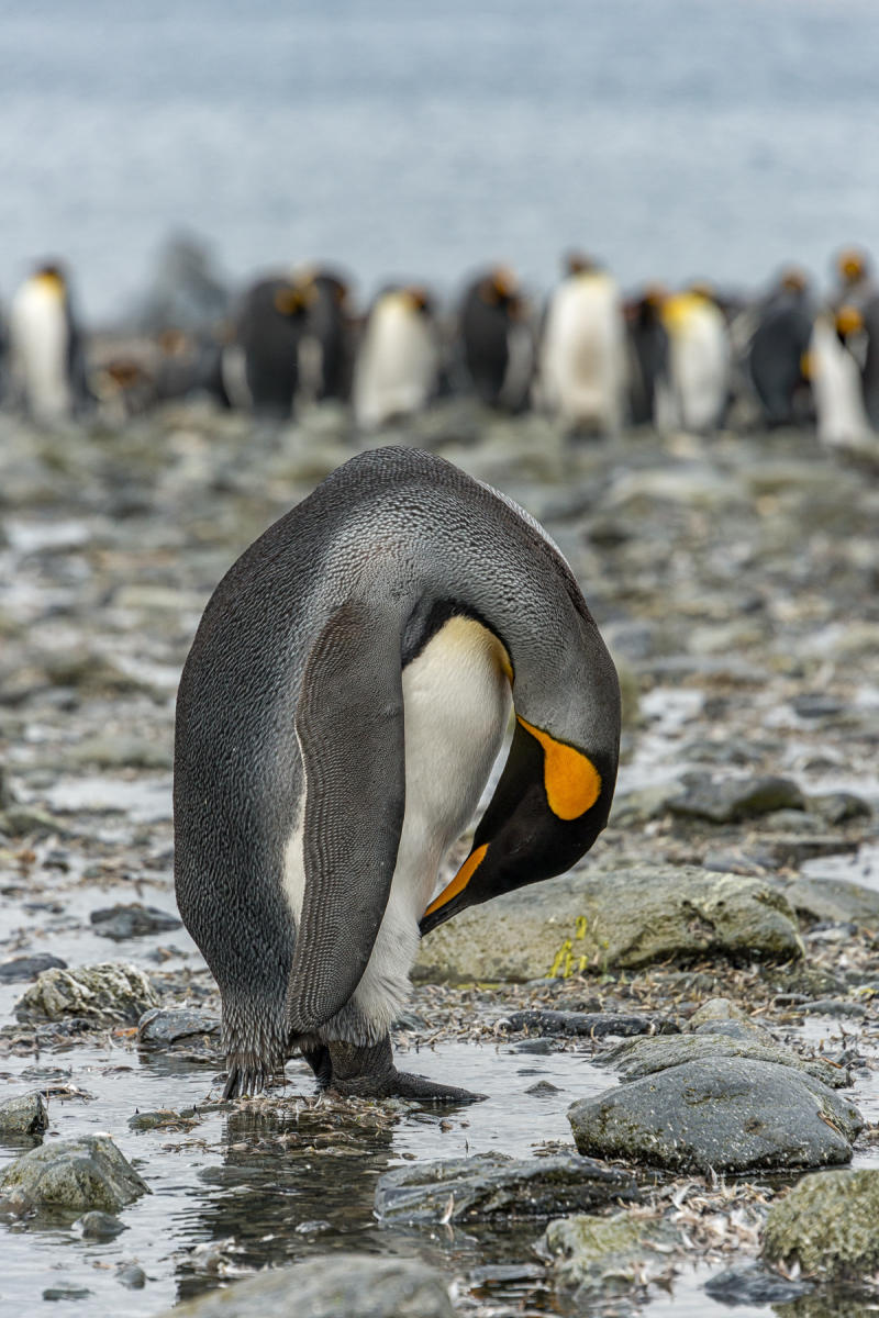 Take a Bow : South Georgia Island, Penguin Kingdom  : ELIZABETH SANJUAN PHOTOGRAPHY