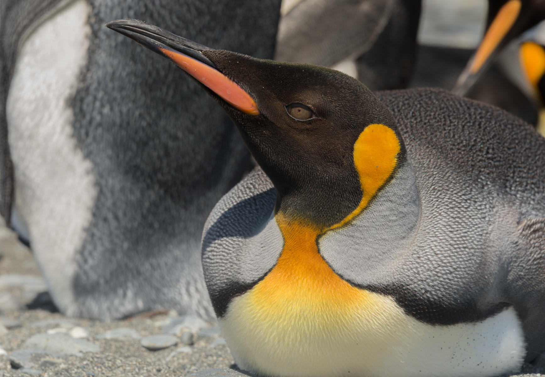 Chill : South Georgia Island, Penguin Kingdom  : ELIZABETH SANJUAN PHOTOGRAPHY