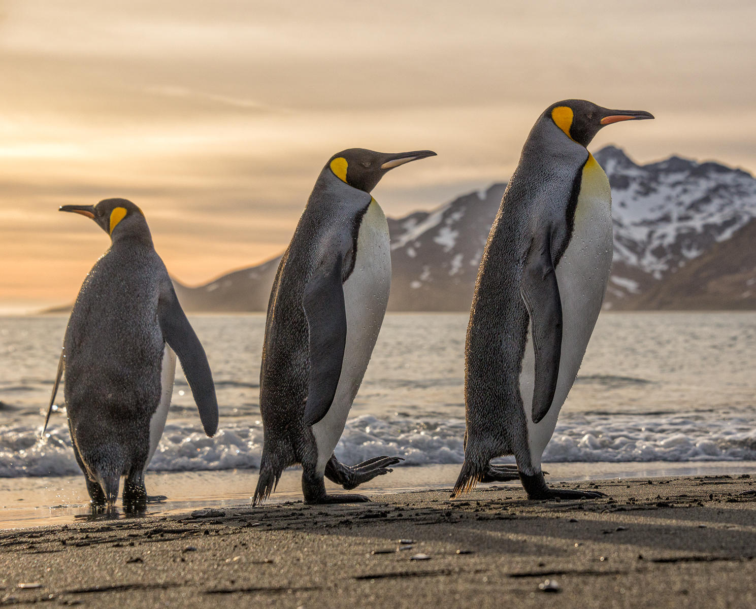 Three Kings : South Georgia Island, Penguin Kingdom  : ELIZABETH SANJUAN PHOTOGRAPHY