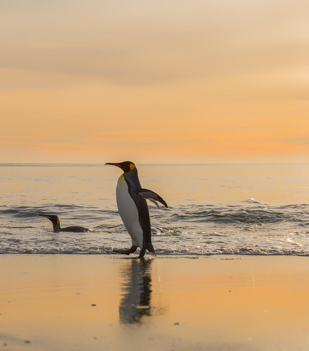 Stroll and Swim : South Georgia Island, Penguin Kingdom  : ELIZABETH SANJUAN PHOTOGRAPHY