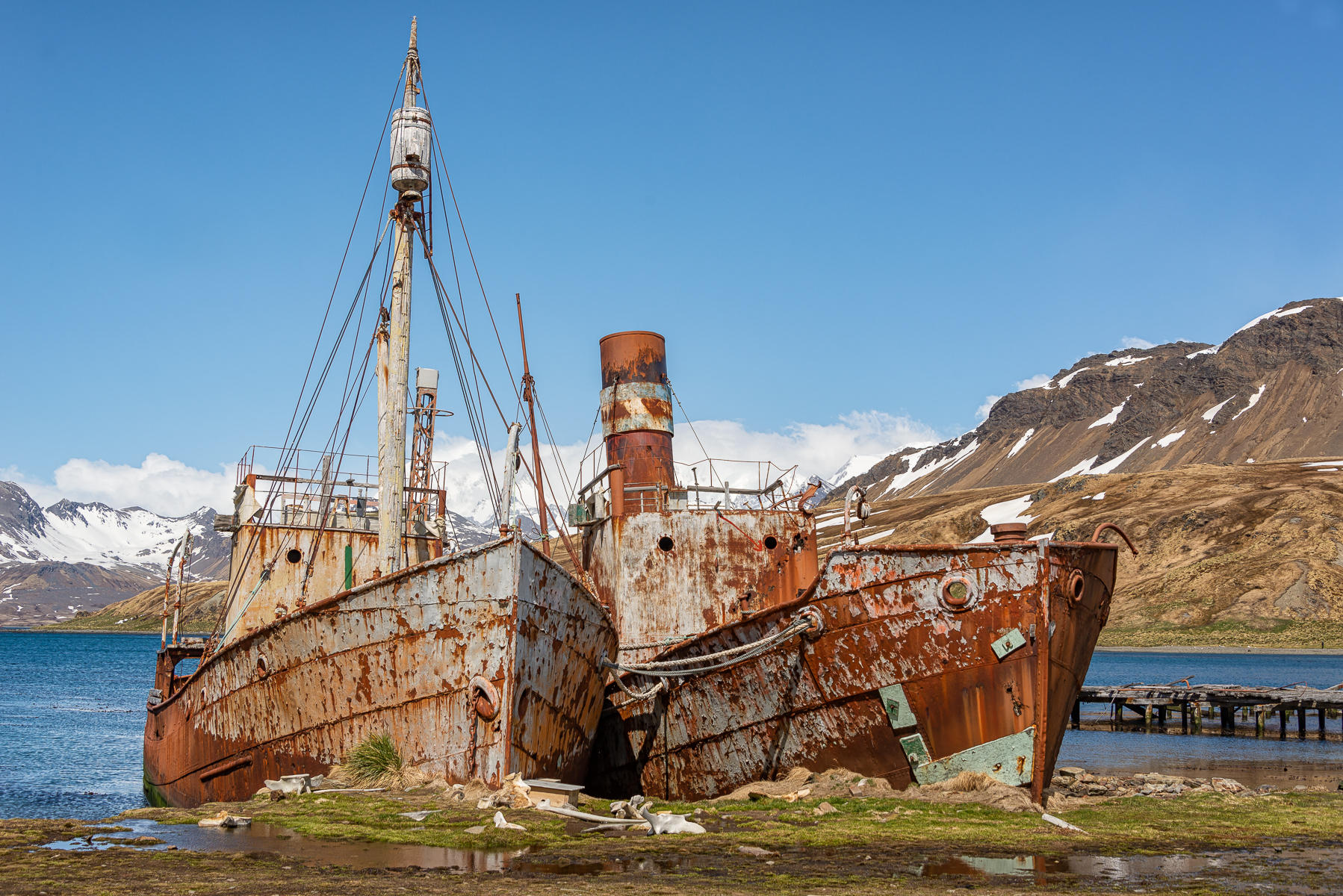 Forgotten : South Georgia Island, Penguin Kingdom  : ELIZABETH SANJUAN PHOTOGRAPHY