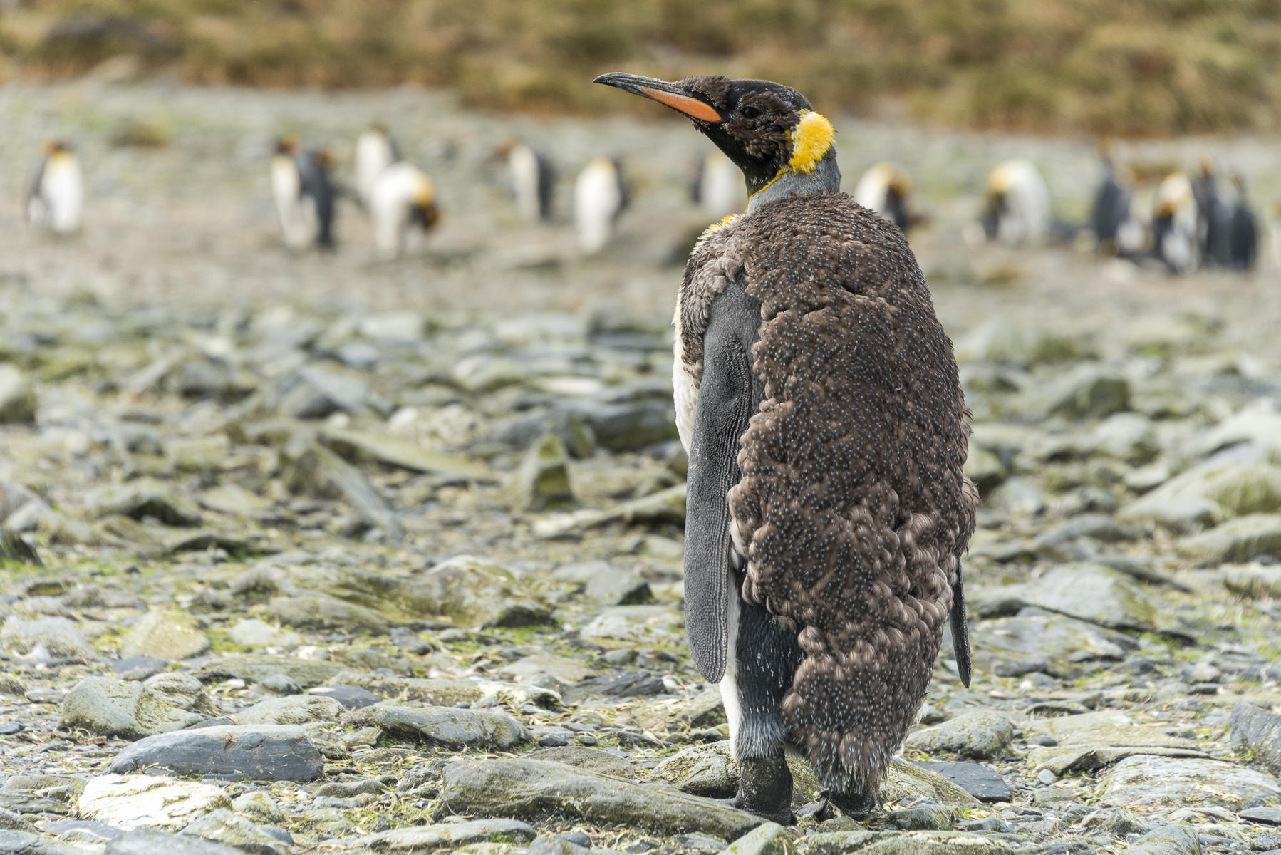 Molt : South Georgia Island, Penguin Kingdom  : ELIZABETH SANJUAN PHOTOGRAPHY