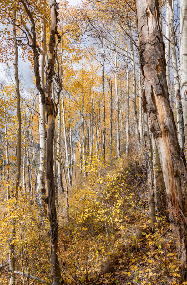 Fall  : Trees, Our Oxygen : ELIZABETH SANJUAN PHOTOGRAPHY