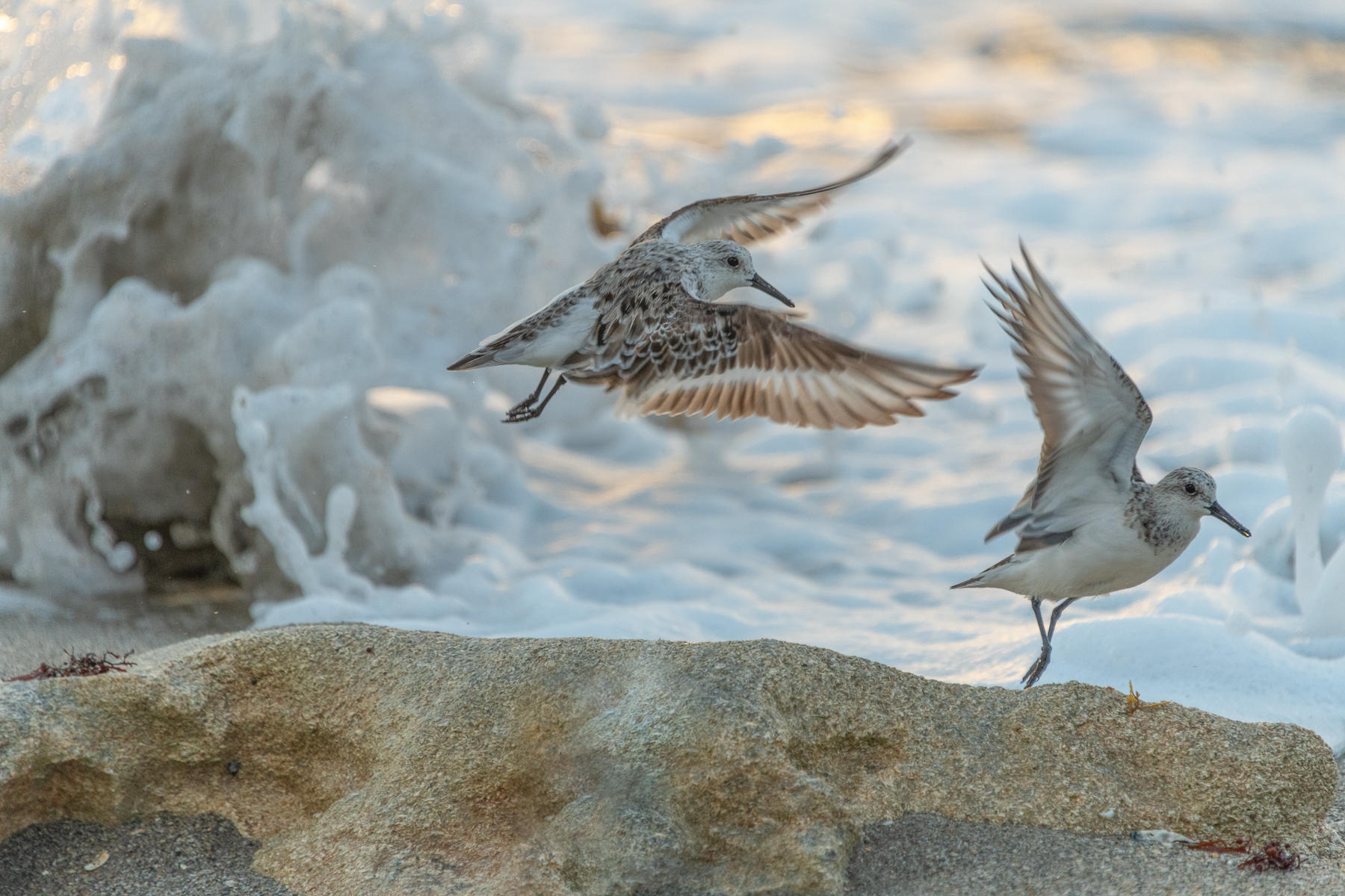 Sanderling : Winged Ones, Birds, Butterflies, Dragonflies... : ELIZABETH SANJUAN PHOTOGRAPHY