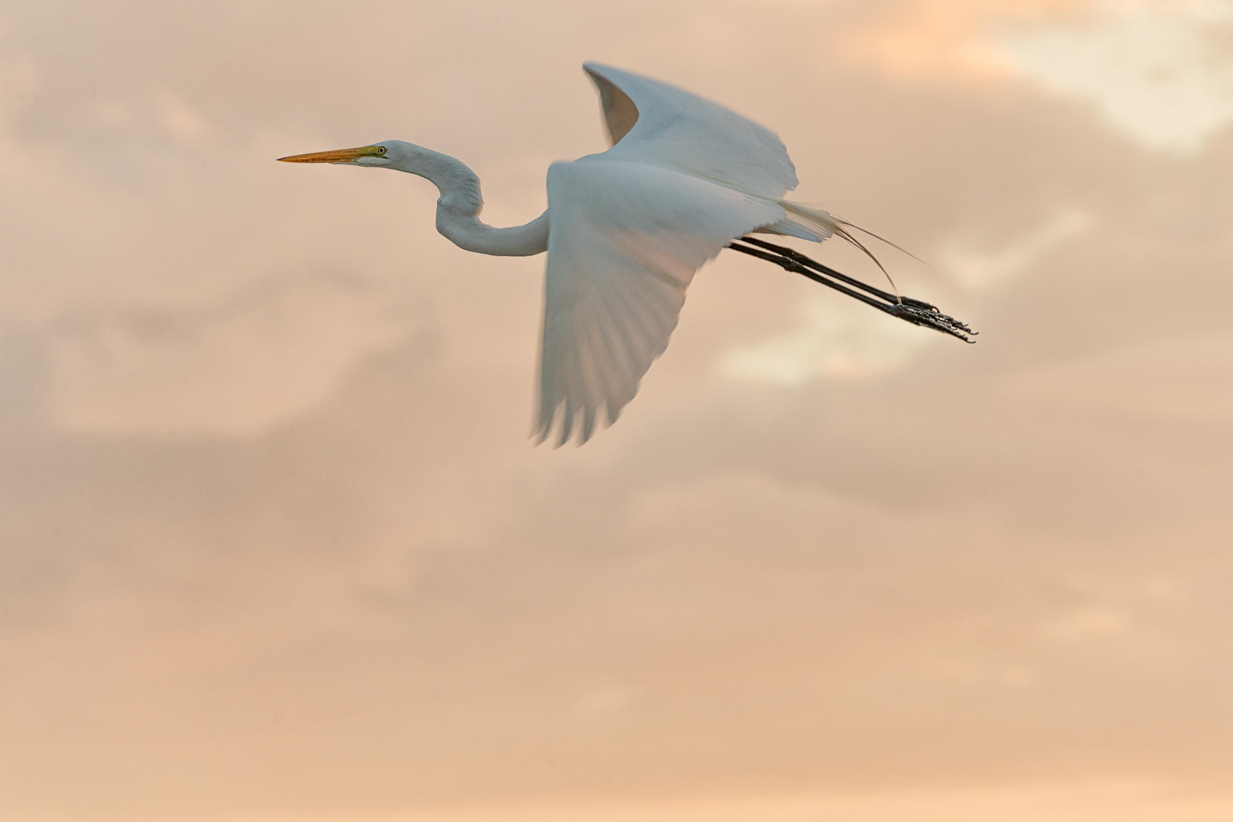 Great Egret in flight : Winged Ones, Birds, Butterflies, Dragonflies... : ELIZABETH SANJUAN PHOTOGRAPHY