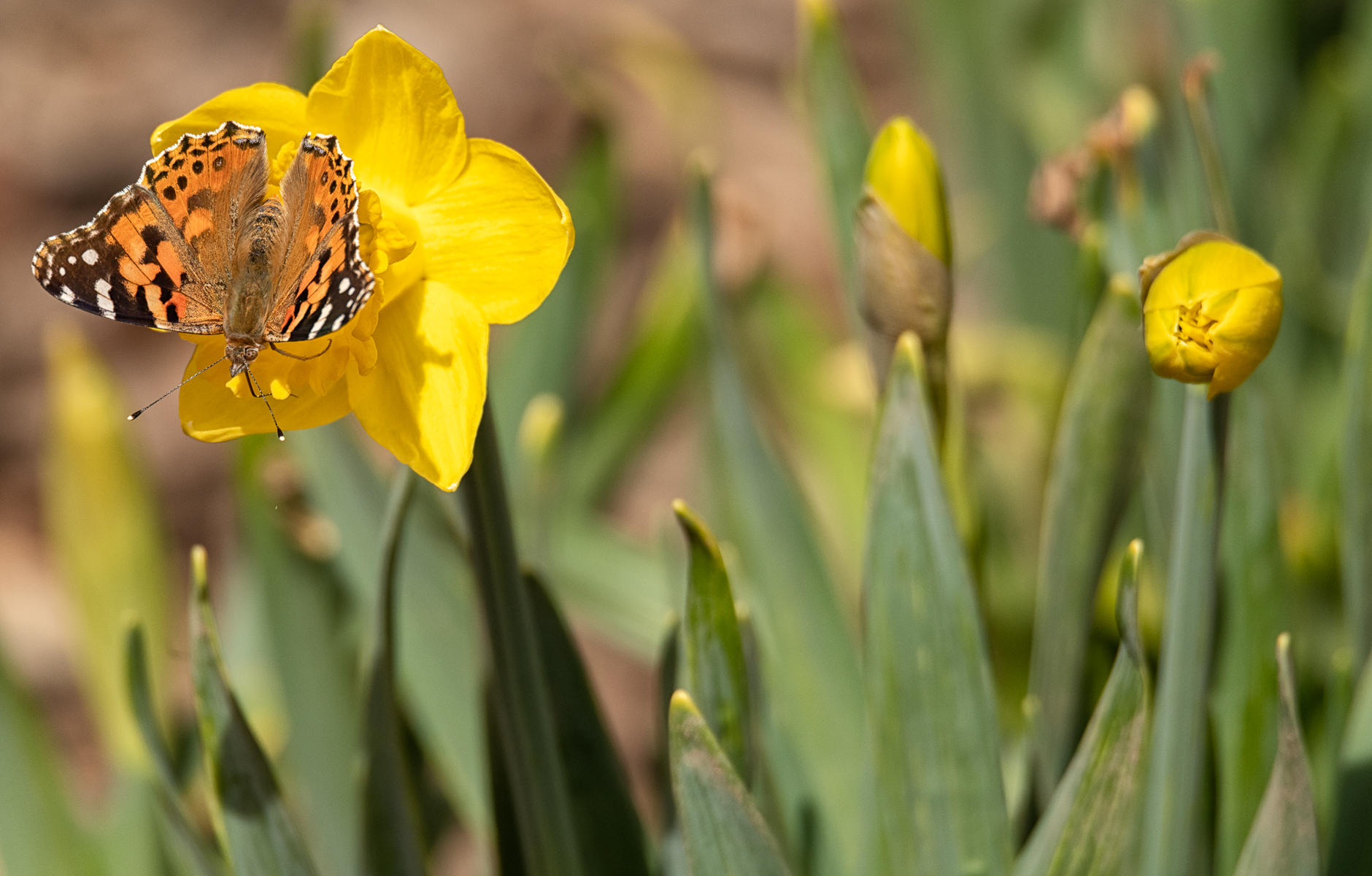 American Snout  : Winged Ones, Birds, Butterflies, Dragonflies... : ELIZABETH SANJUAN PHOTOGRAPHY