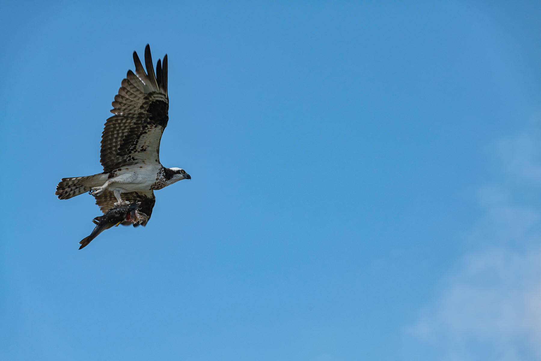 Osprey with partial catch : Winged Ones, Birds, Butterflies, Dragonflies... : ELIZABETH SANJUAN PHOTOGRAPHY