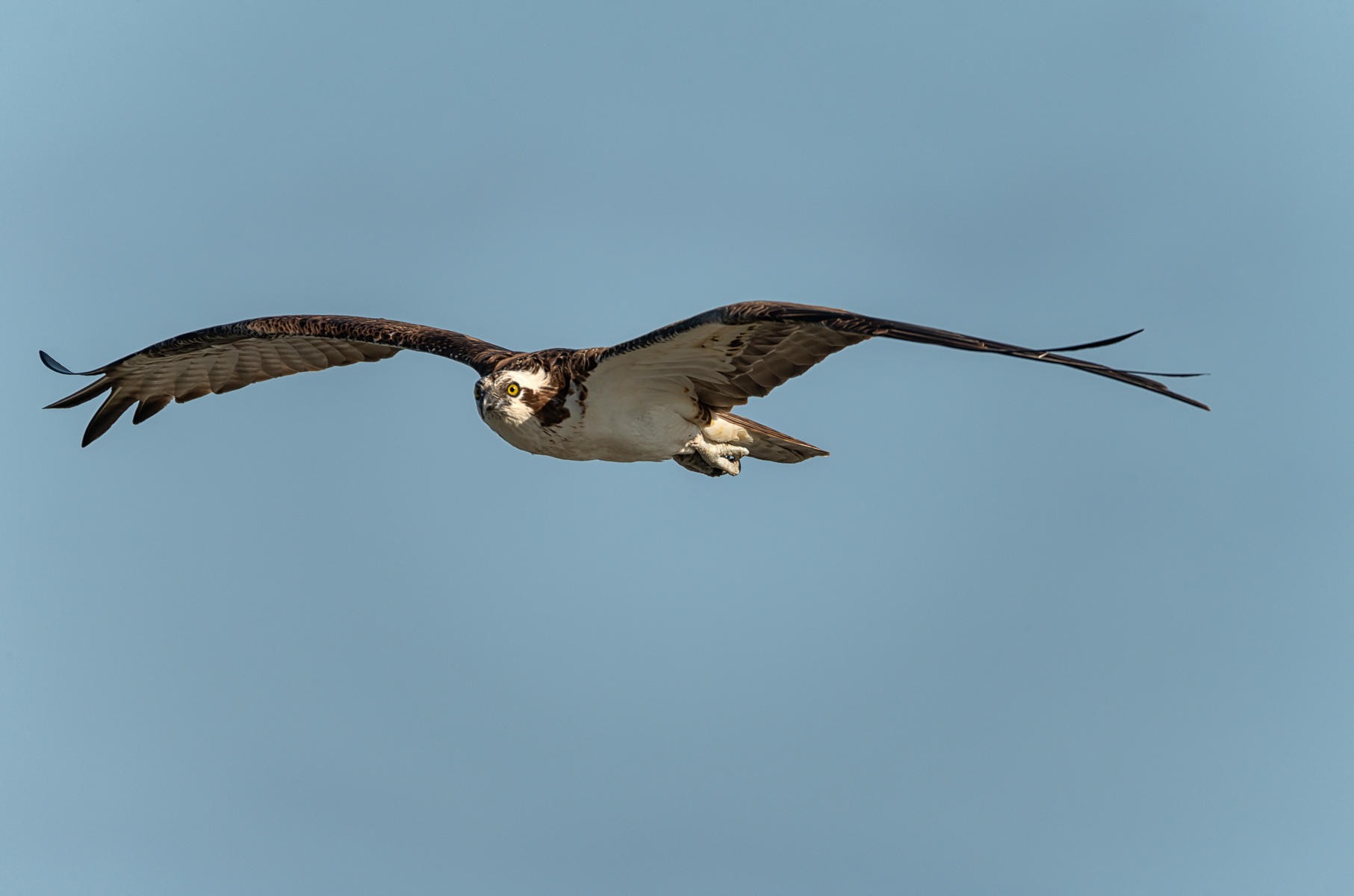 Osprey on the hunt : Winged Ones, Birds, Butterflies, Dragonflies... : ELIZABETH SANJUAN PHOTOGRAPHY