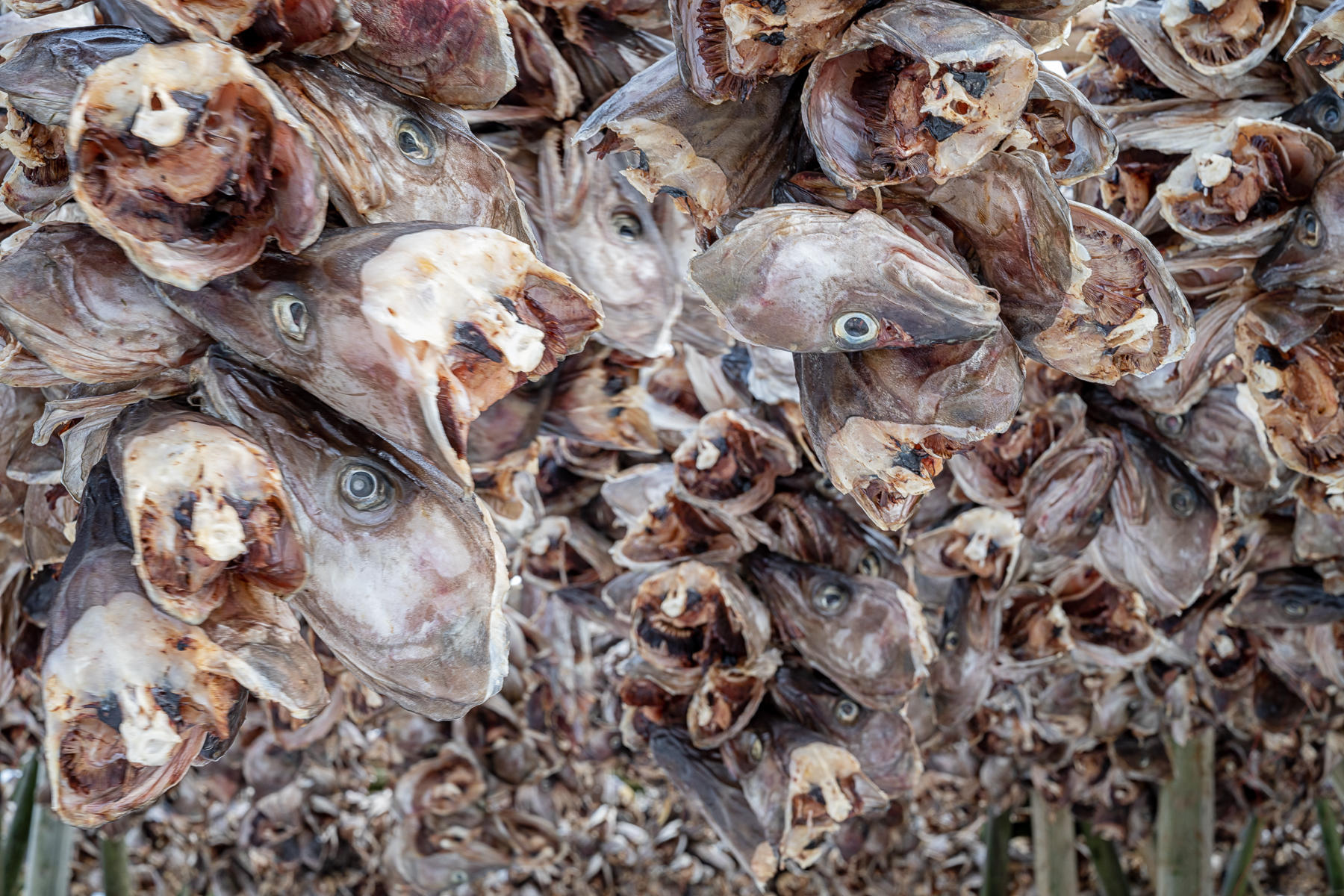 Cod heads out to dry. : Norway, Lofoten, Land of Cod : ELIZABETH SANJUAN PHOTOGRAPHY