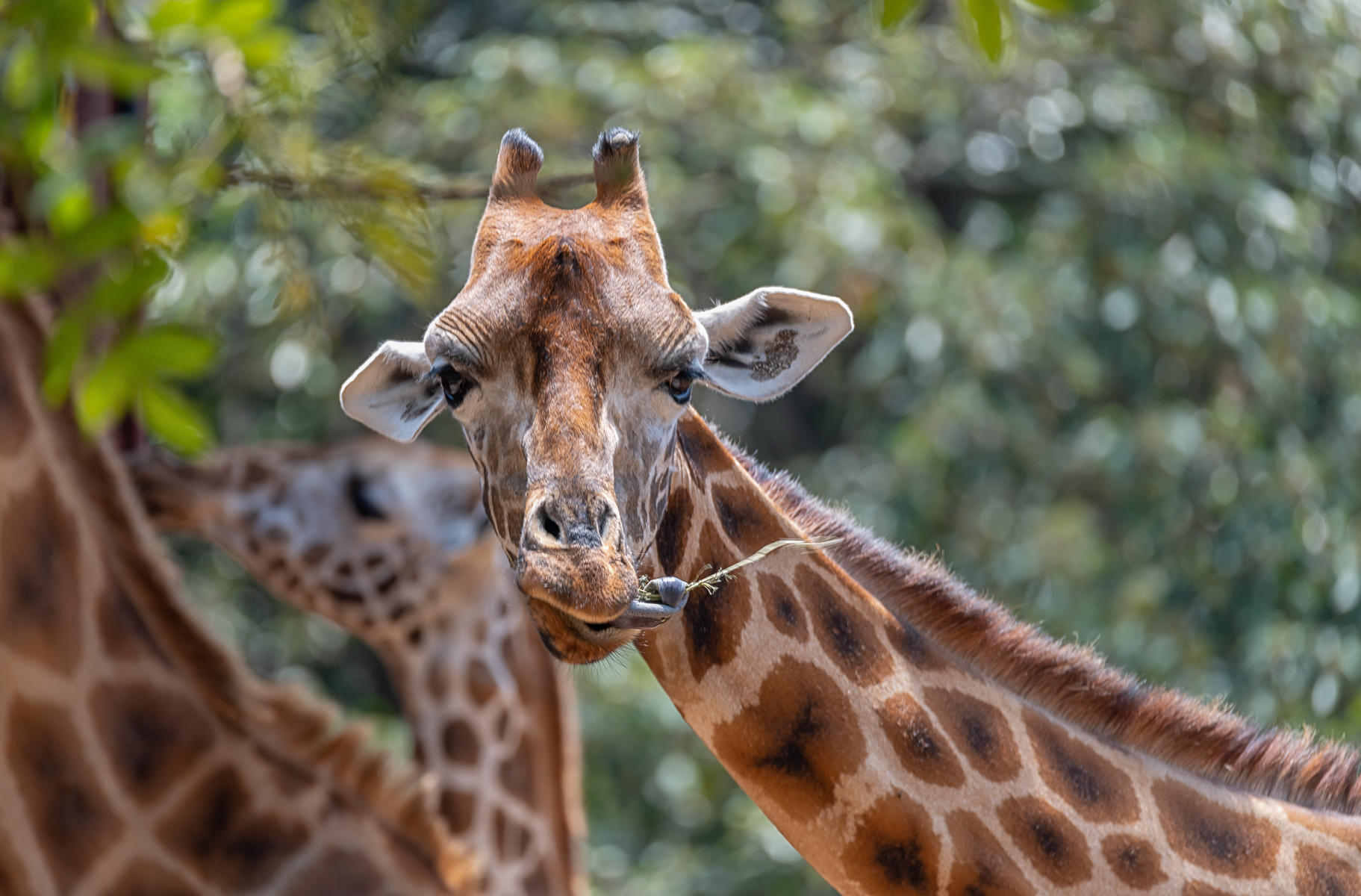 Giraffe Tongue  : Earthbound : ELIZABETH SANJUAN PHOTOGRAPHY