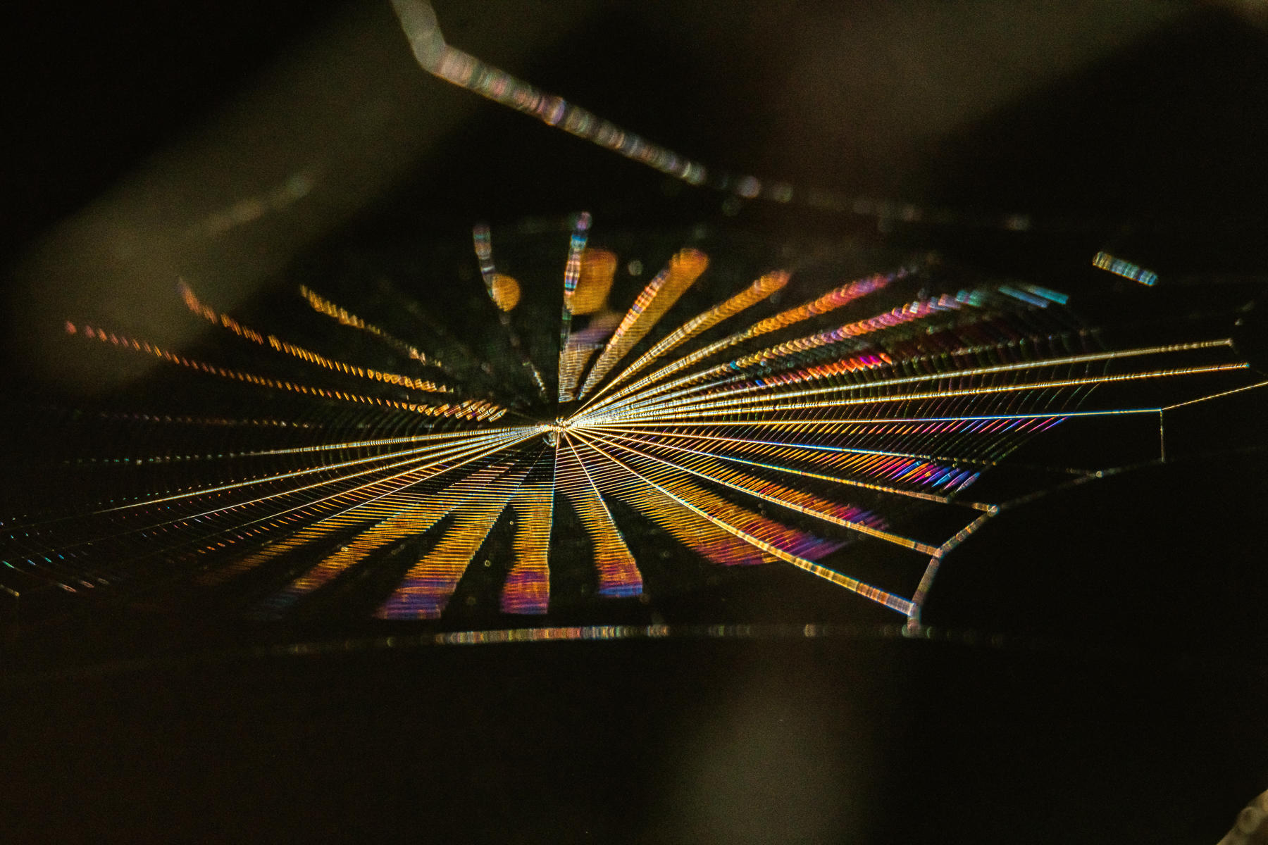 Rainbow Spiderweb : Miscellaneous Mix, Something for Everyone : ELIZABETH SANJUAN PHOTOGRAPHY