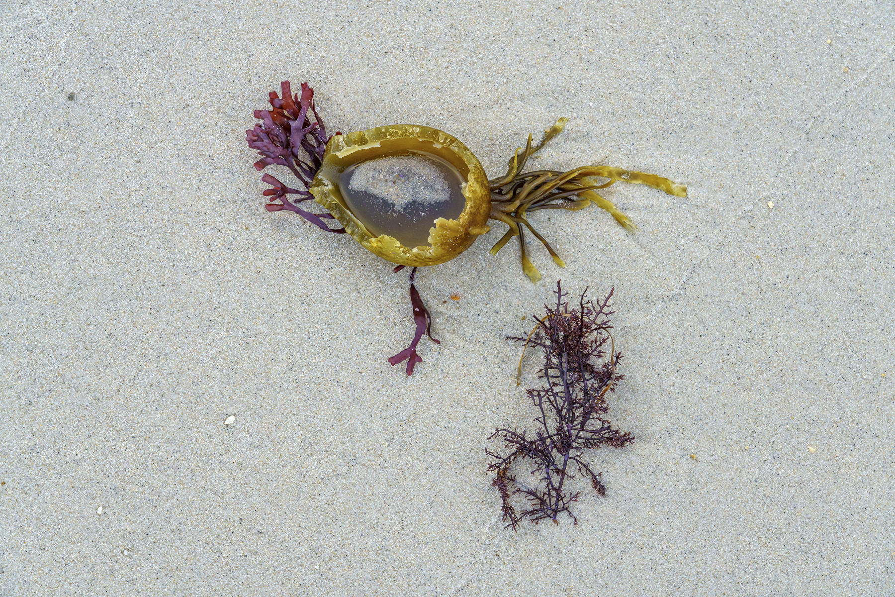 Golden Beach
 : The Sea and Me : ELIZABETH SANJUAN PHOTOGRAPHY