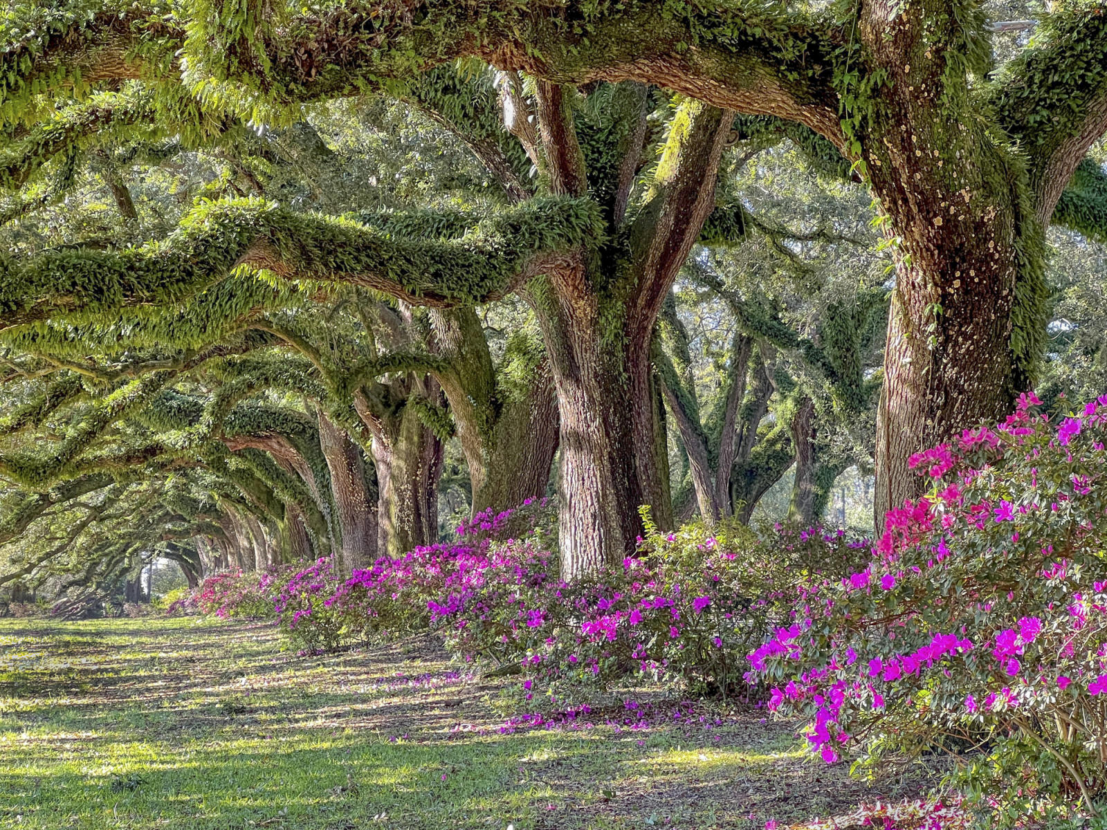 Oak Alley : Trees, Our Oxygen : ELIZABETH SANJUAN PHOTOGRAPHY