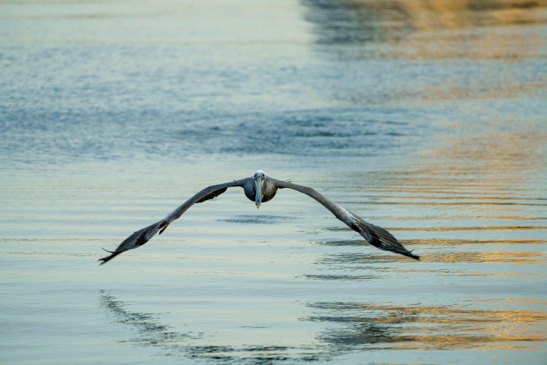 Incoming : Winged Ones, Birds, Butterflies, Dragonflies... : ELIZABETH SANJUAN PHOTOGRAPHY