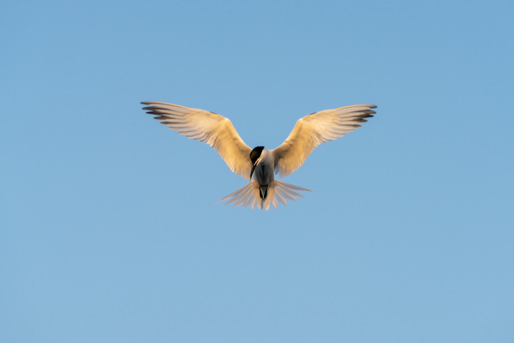 Angel Tern : Winged Ones, Birds, Butterflies, Dragonflies... : ELIZABETH SANJUAN PHOTOGRAPHY