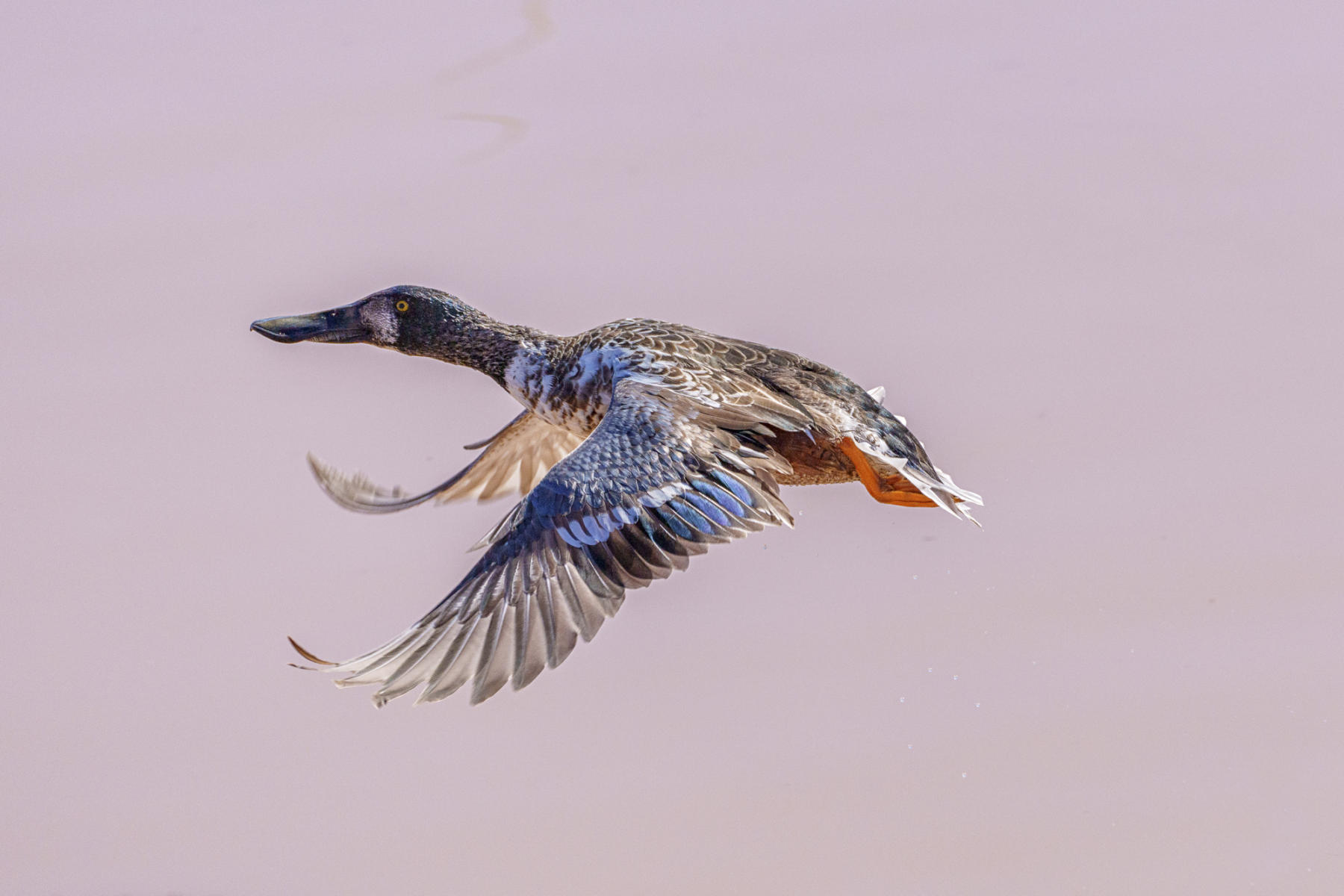 Northern Shoveler
 : Winged Ones, Birds, Butterflies, Dragonflies... : ELIZABETH SANJUAN PHOTOGRAPHY