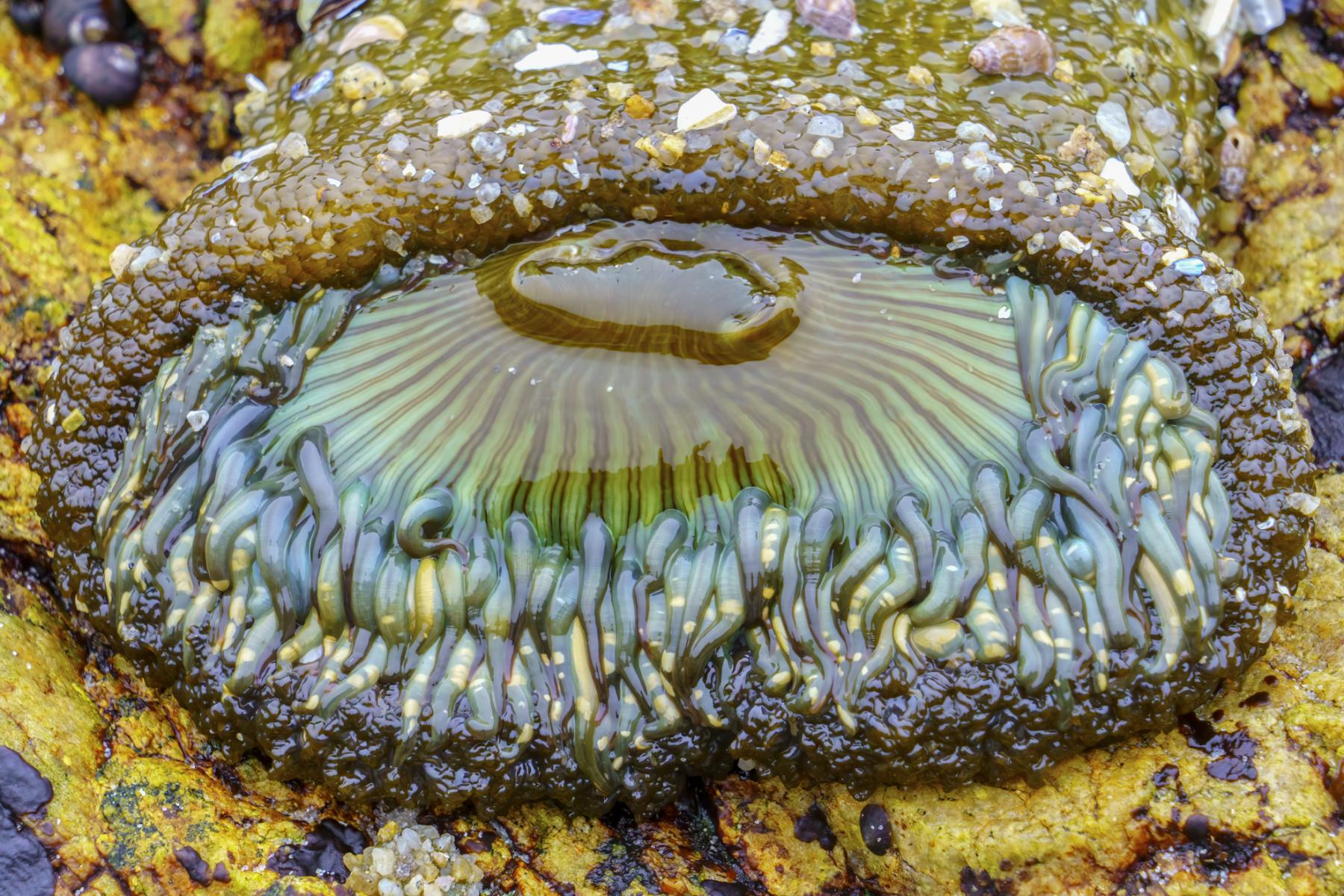 Sea Anemone

 : The Sea and Me : ELIZABETH SANJUAN PHOTOGRAPHY