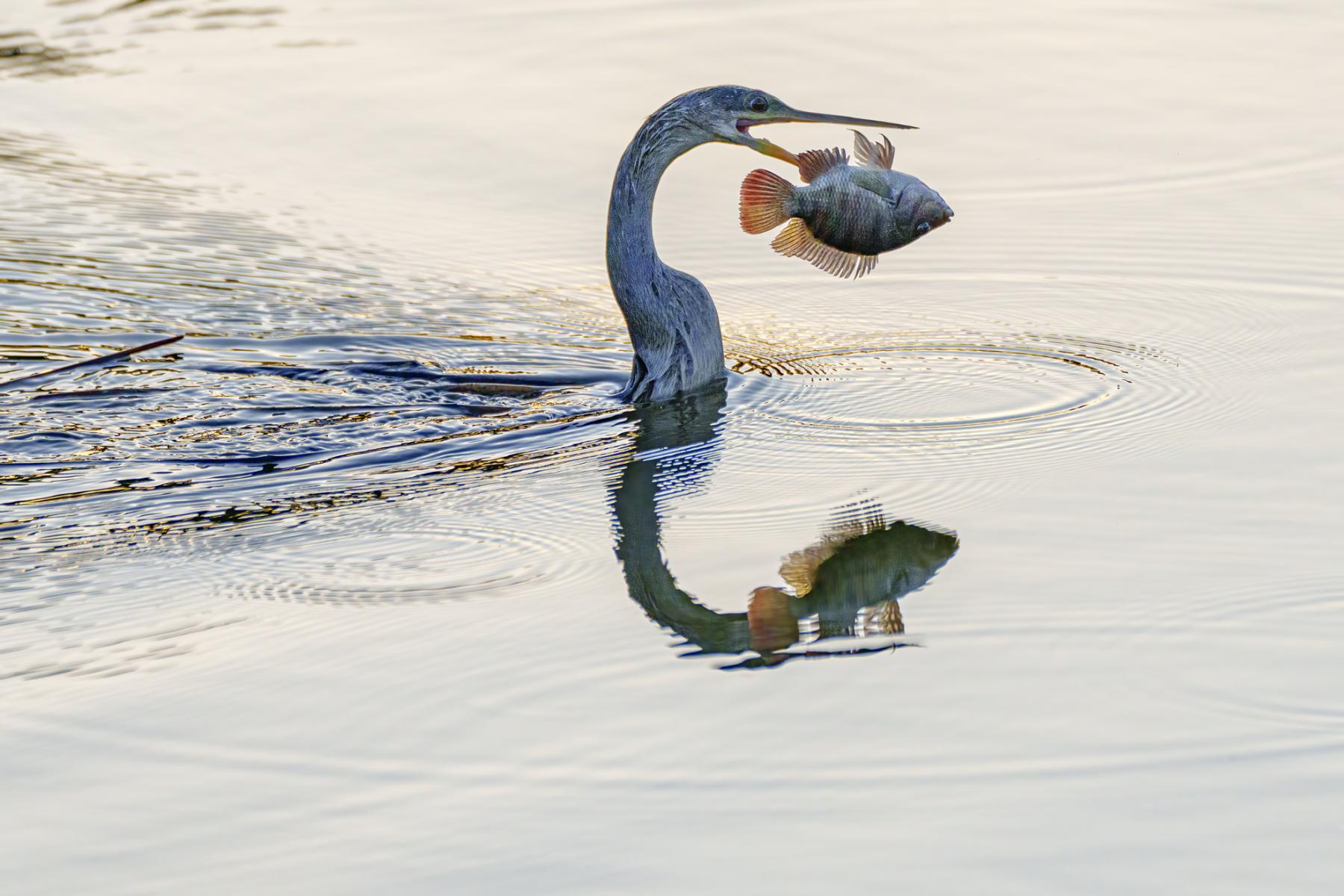 Catch of the day
 : Winged Ones, Birds, Butterflies, Dragonflies... : ELIZABETH SANJUAN PHOTOGRAPHY