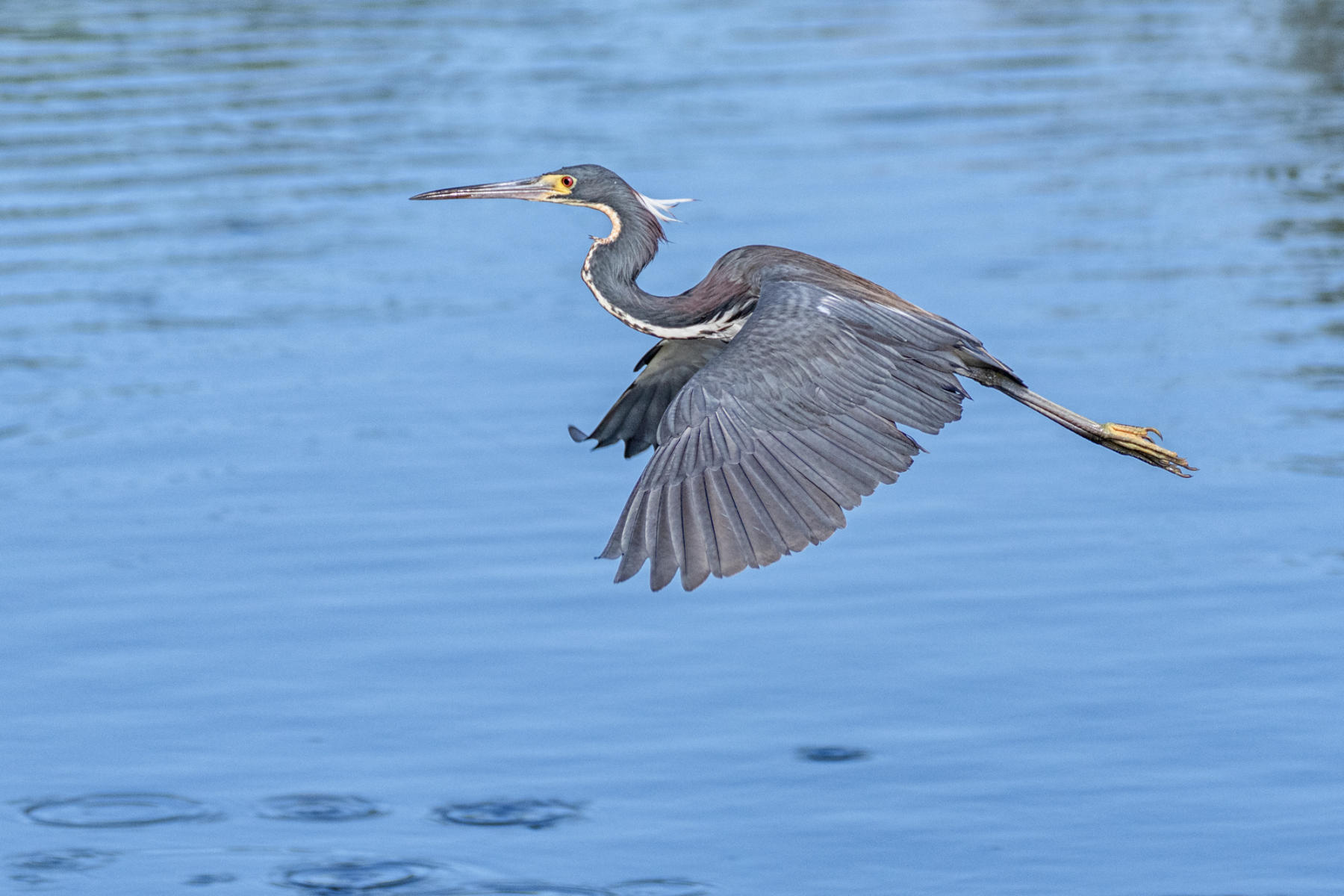 Tricolored Heron
 : Winged Ones, Birds, Butterflies, Dragonflies... : ELIZABETH SANJUAN PHOTOGRAPHY