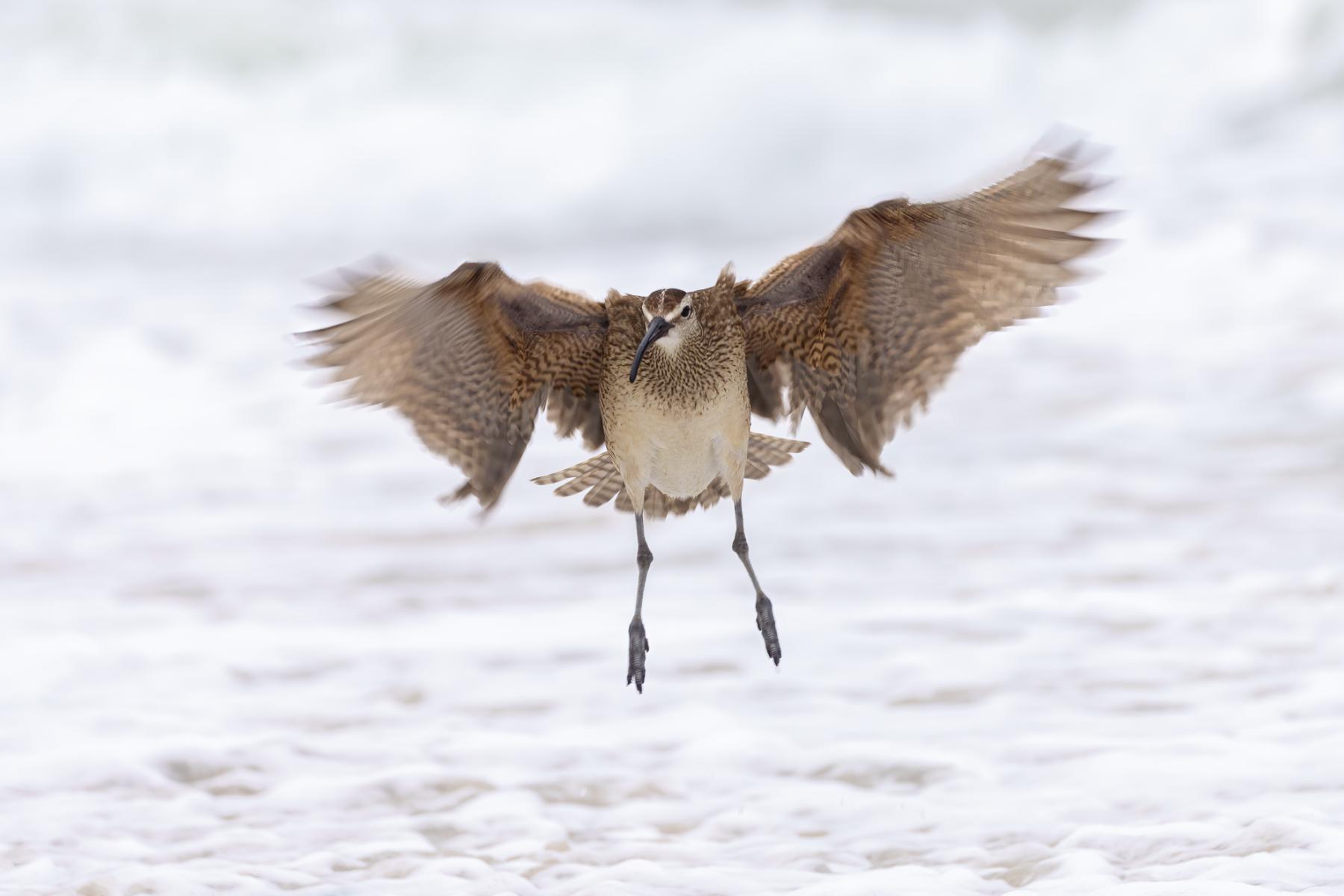 Whimbrel

 : Winged Ones, Birds, Butterflies, Dragonflies... : ELIZABETH SANJUAN PHOTOGRAPHY