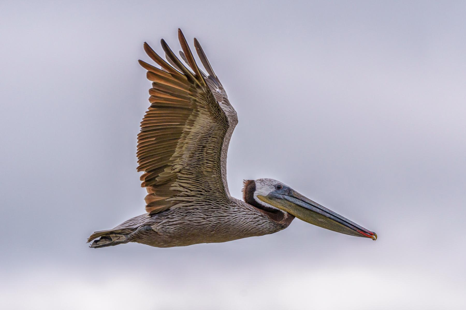 Pelican in flight. : Winged Ones, Birds, Butterflies, Dragonflies... : ELIZABETH SANJUAN PHOTOGRAPHY