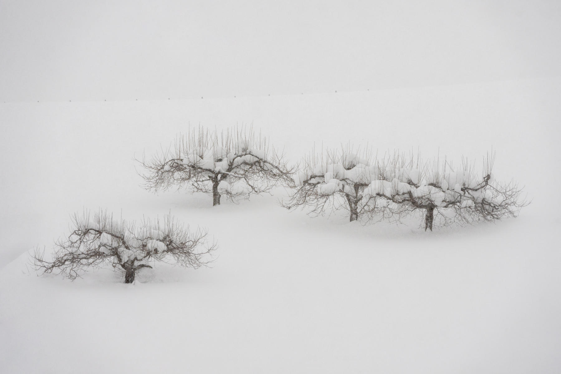  : Japan, Hokkaido, Silent Snow : ELIZABETH SANJUAN PHOTOGRAPHY