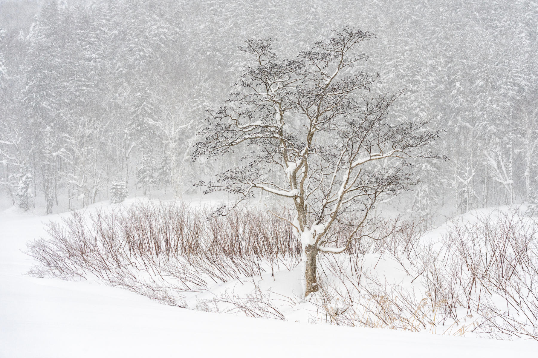  : Japan, Hokkaido, Silent Snow : ELIZABETH SANJUAN PHOTOGRAPHY