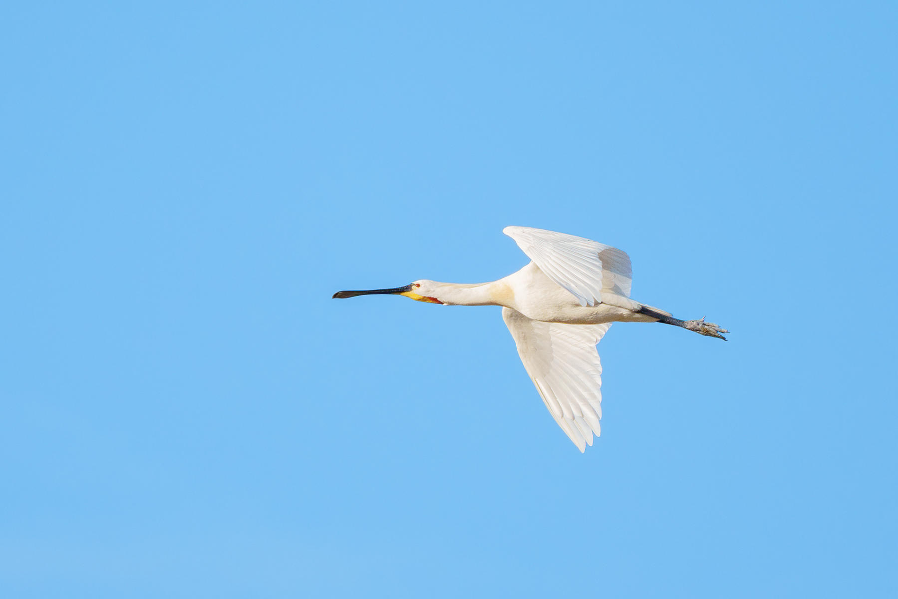Eurasian Spoonbill : Winged Ones, Birds : ELIZABETH SANJUAN PHOTOGRAPHY