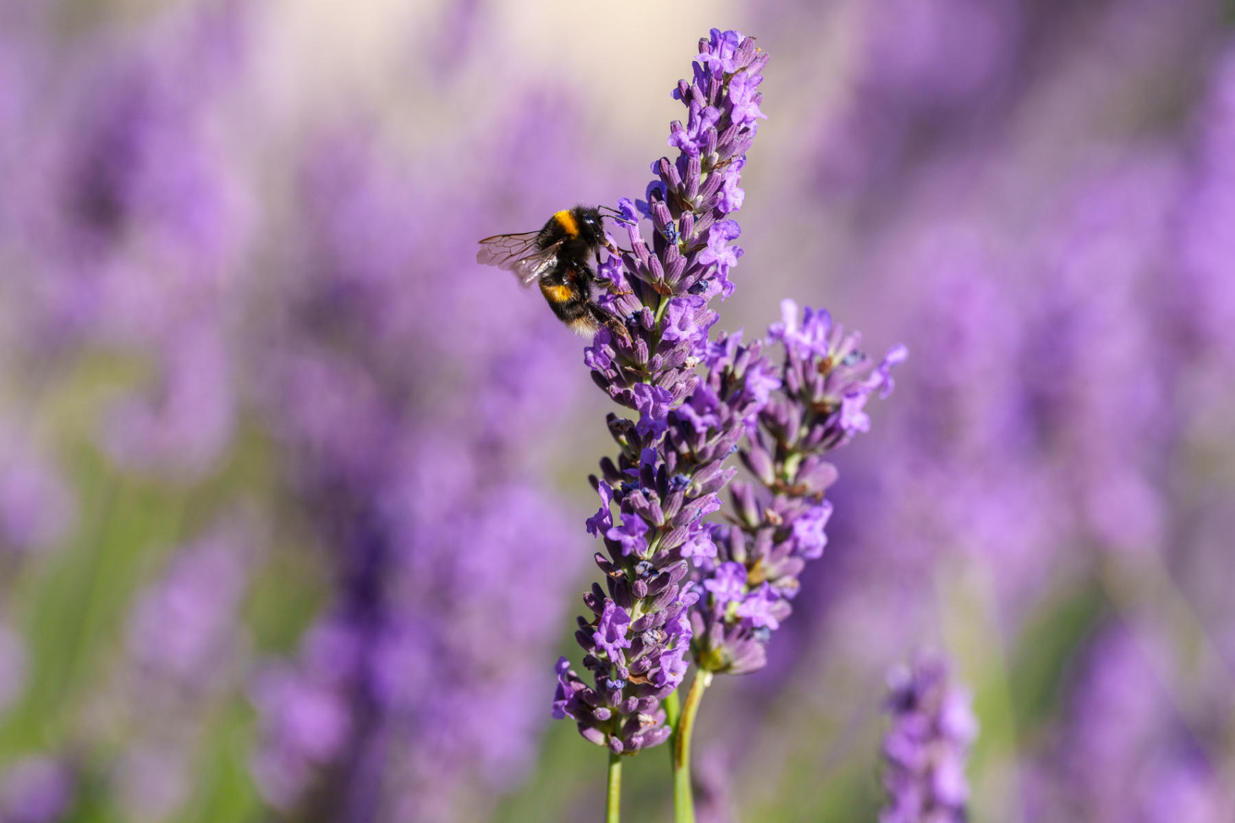 Bumble & lavender : Winged Ones Butterflies, Dragonflies & more  : ELIZABETH SANJUAN PHOTOGRAPHY