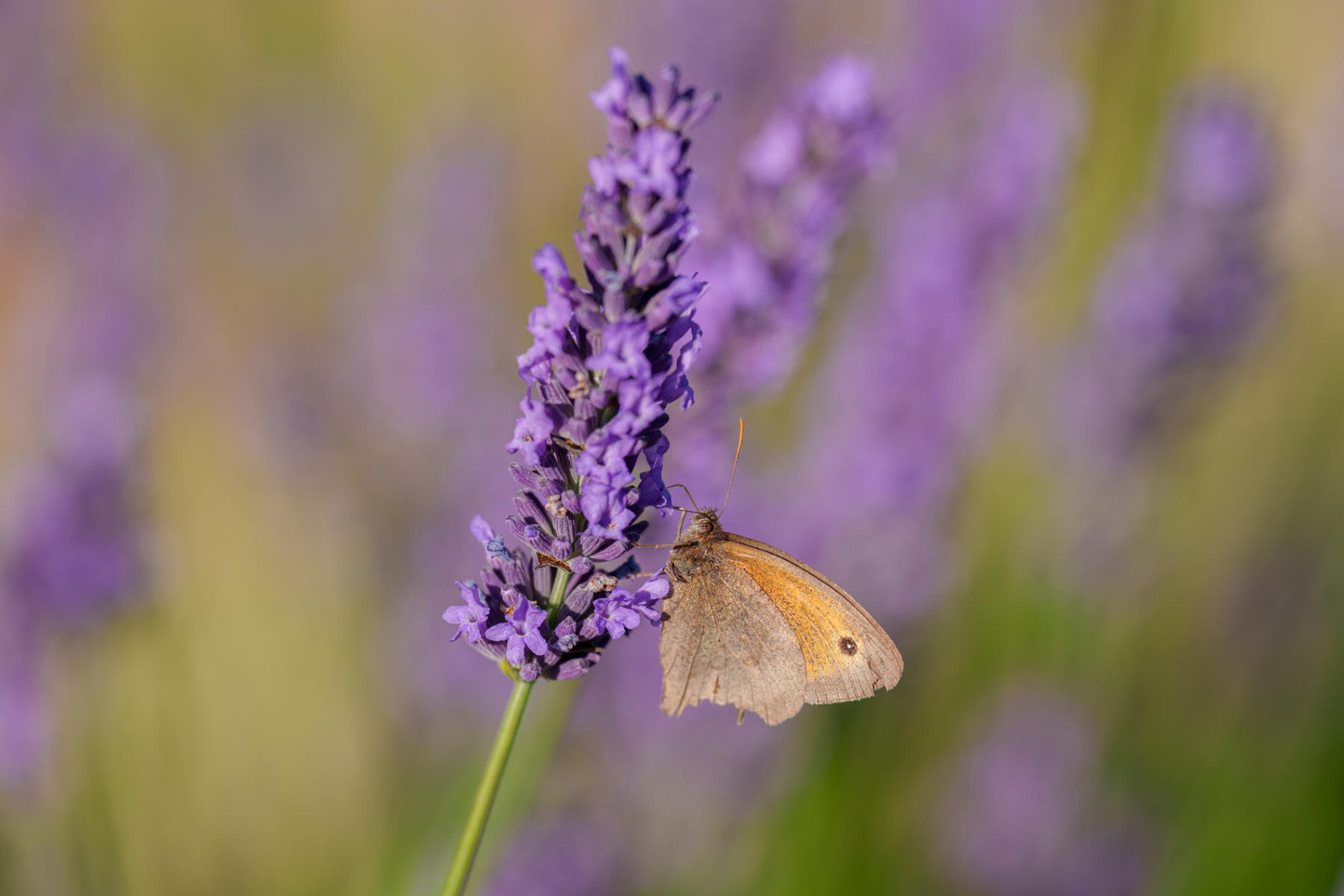 Meadow Brown Butterfly
 : Winged Ones Butterflies, Dragonflies & more  : ELIZABETH SANJUAN PHOTOGRAPHY