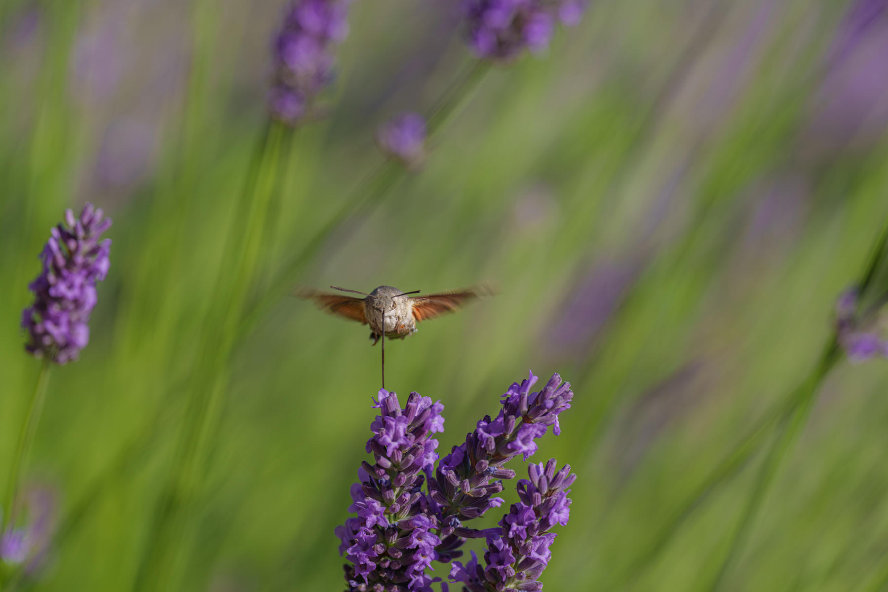 Hummingbird Moth : Winged Ones Butterflies, Dragonflies & more  : ELIZABETH SANJUAN PHOTOGRAPHY