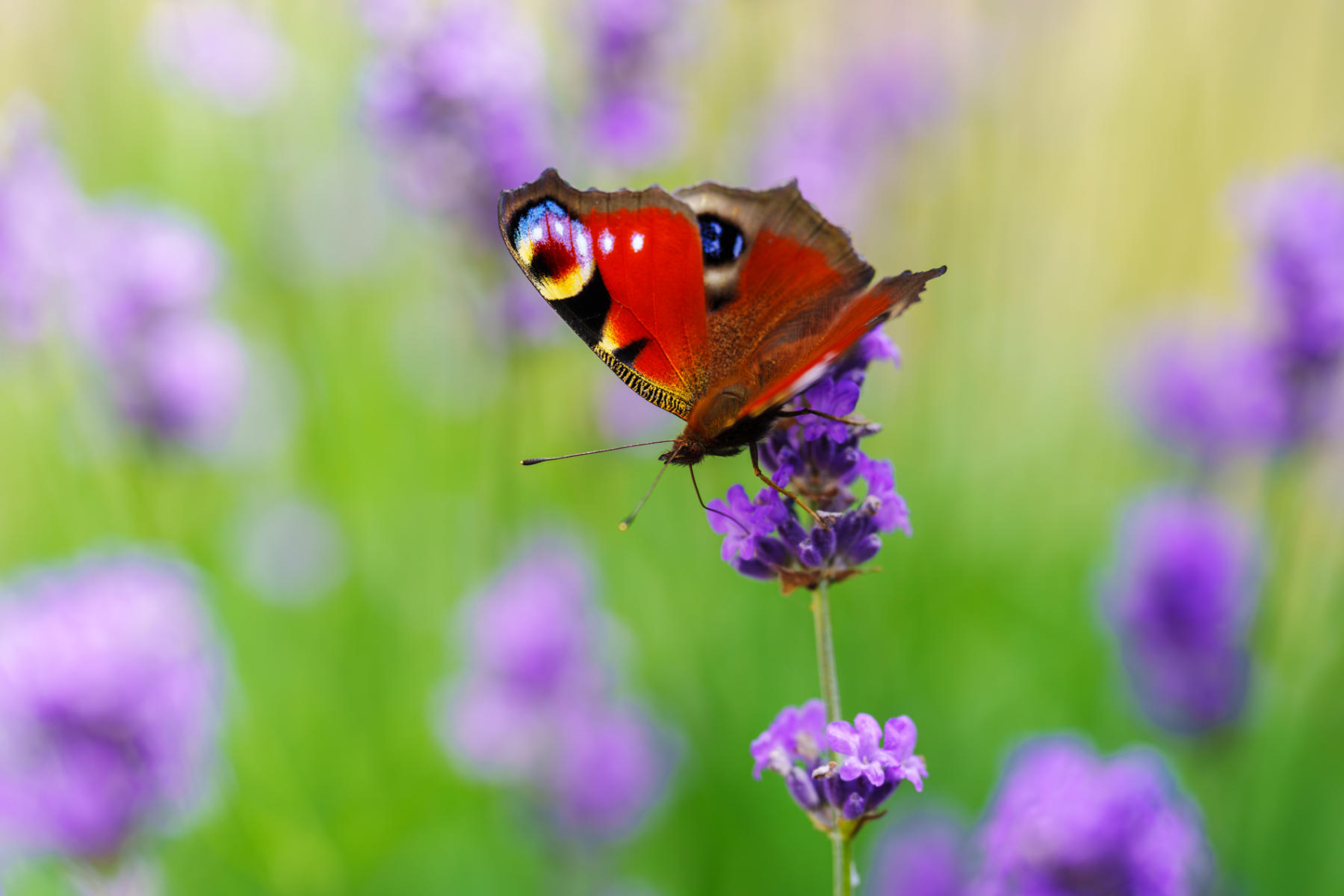 European Peacock Butterfly


 : Winged Ones Butterflies, Dragonflies & more  : ELIZABETH SANJUAN PHOTOGRAPHY