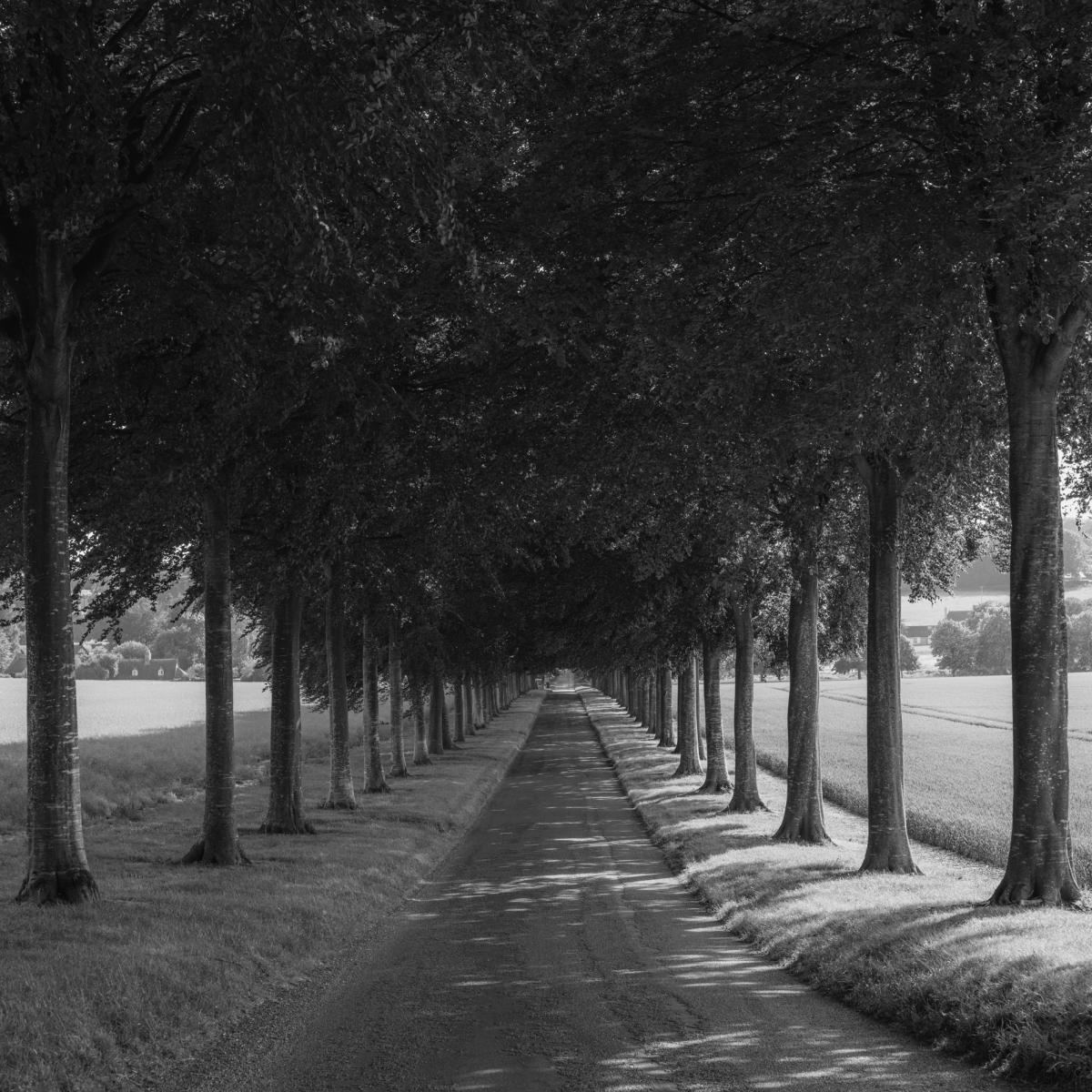 : Trees, Our Oxygen : ELIZABETH SANJUAN PHOTOGRAPHY