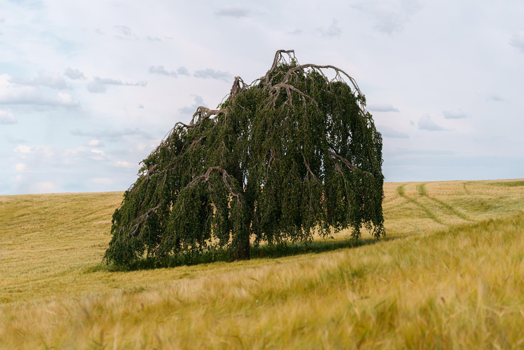  : Trees, Our Oxygen : ELIZABETH SANJUAN PHOTOGRAPHY
