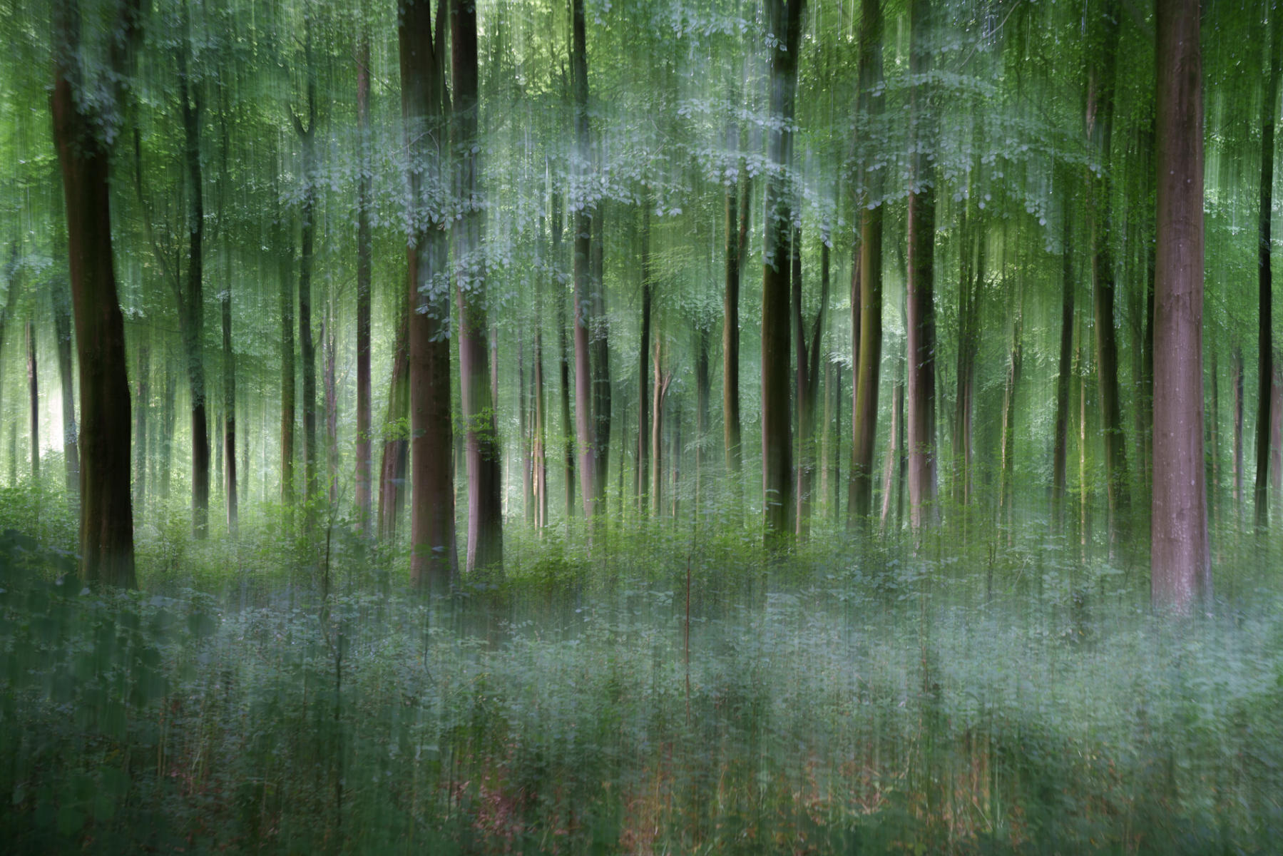  : Trees, Our Oxygen : ELIZABETH SANJUAN PHOTOGRAPHY