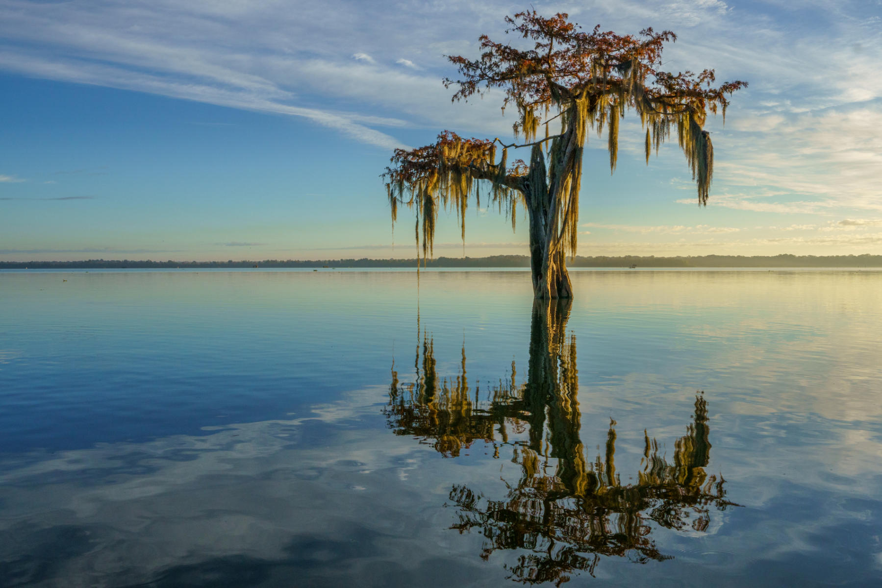  : Trees, Our Oxygen : ELIZABETH SANJUAN PHOTOGRAPHY