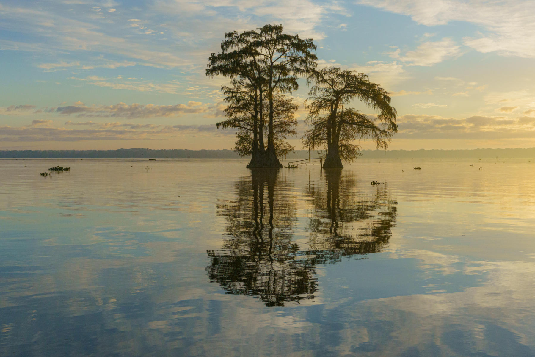 : Trees, Our Oxygen : ELIZABETH SANJUAN PHOTOGRAPHY