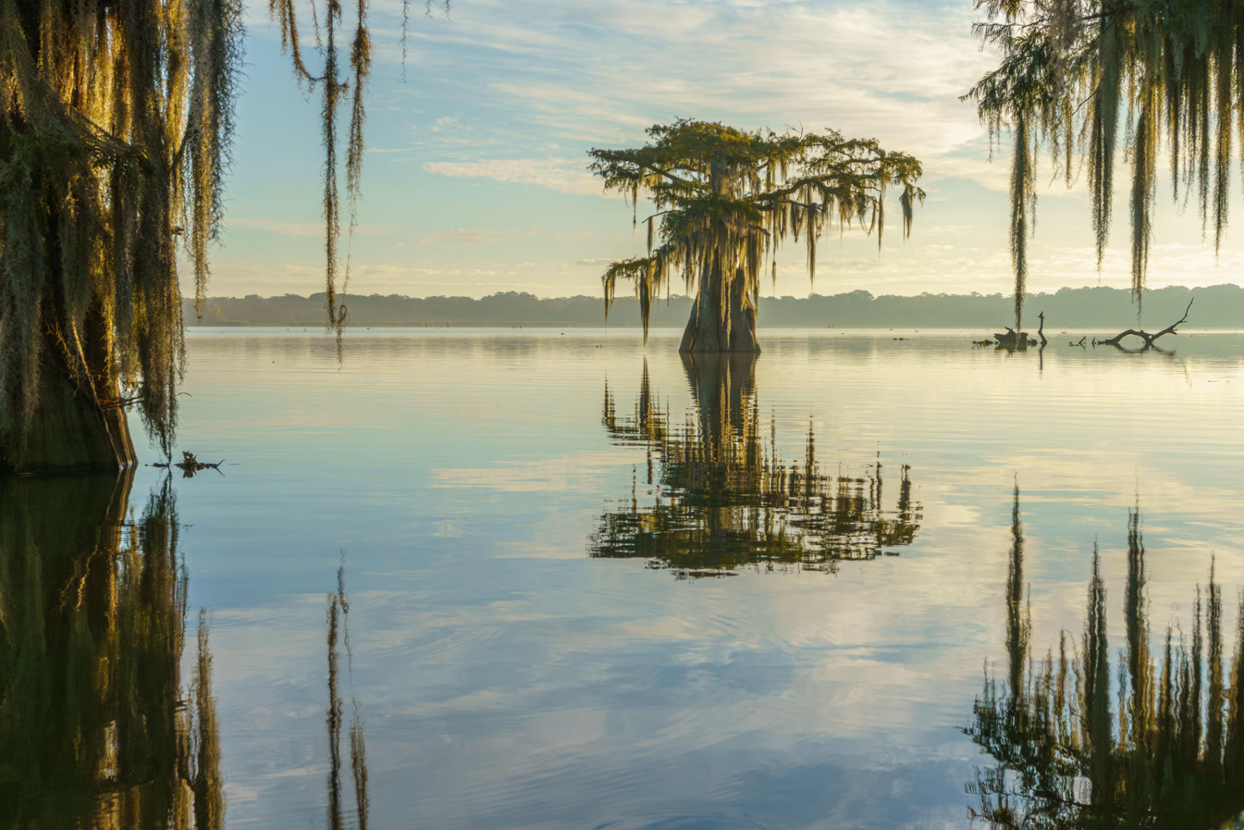  : Trees, Our Oxygen : ELIZABETH SANJUAN PHOTOGRAPHY