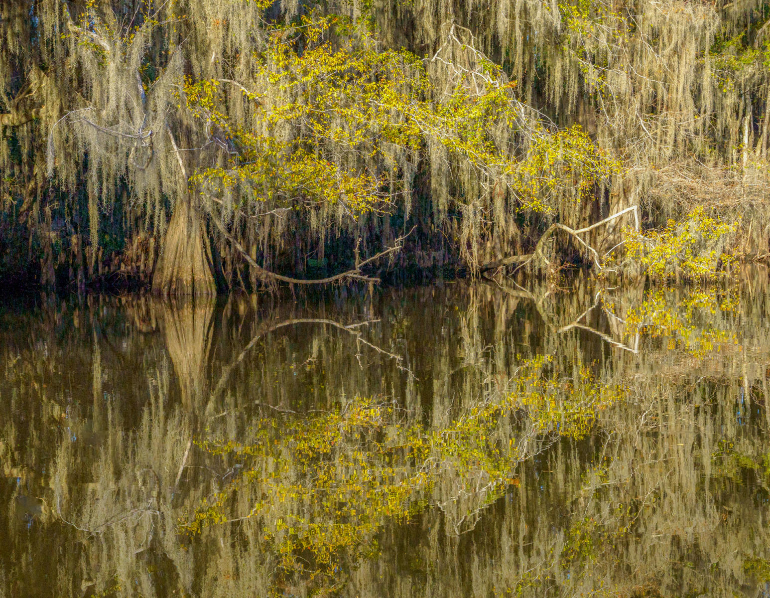  : Trees, Our Oxygen : ELIZABETH SANJUAN PHOTOGRAPHY