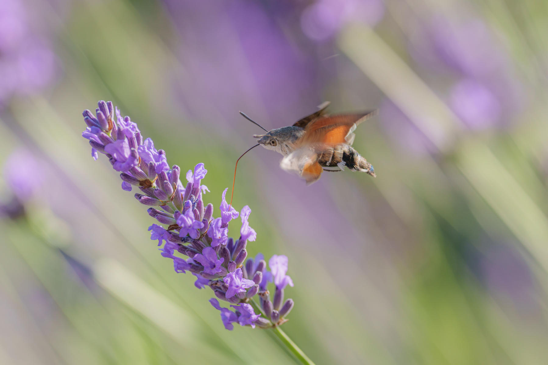 Hummingbird Moth feeding
 : Winged Ones Butterflies, Dragonflies & more  : ELIZABETH SANJUAN PHOTOGRAPHY