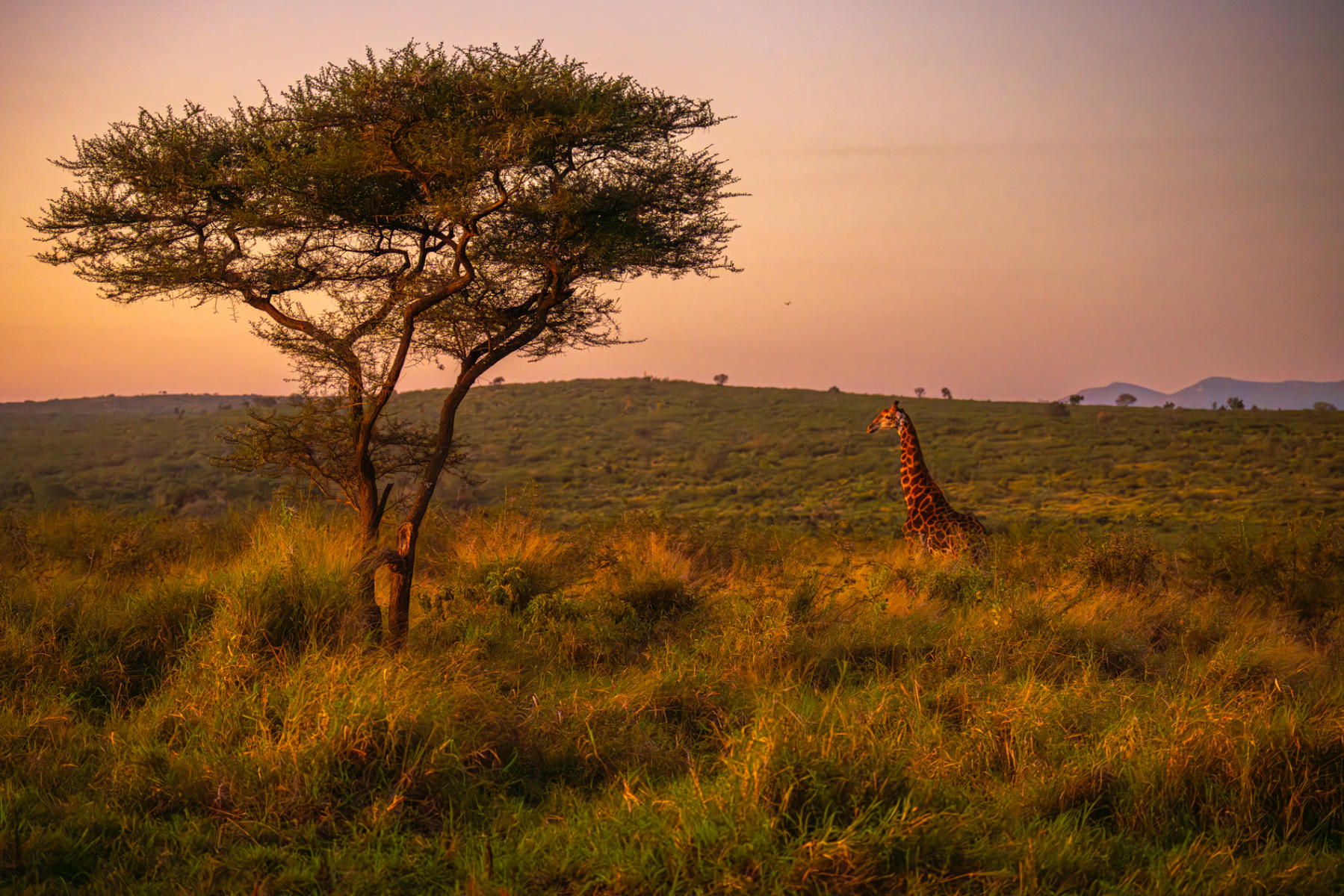 Giraffe : South Africa : ELIZABETH SANJUAN PHOTOGRAPHY