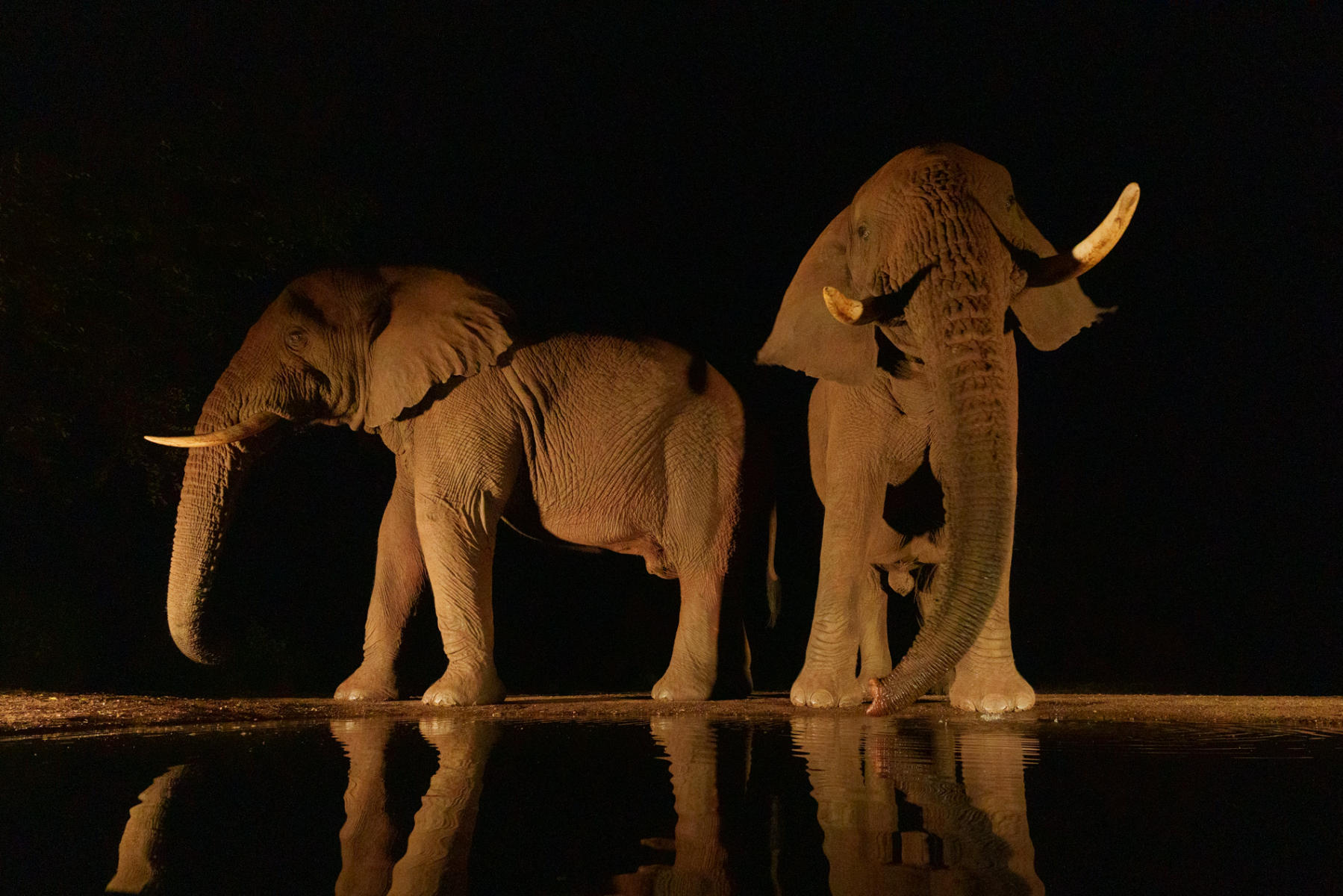 Bull Elephants : South Africa : ELIZABETH SANJUAN PHOTOGRAPHY
