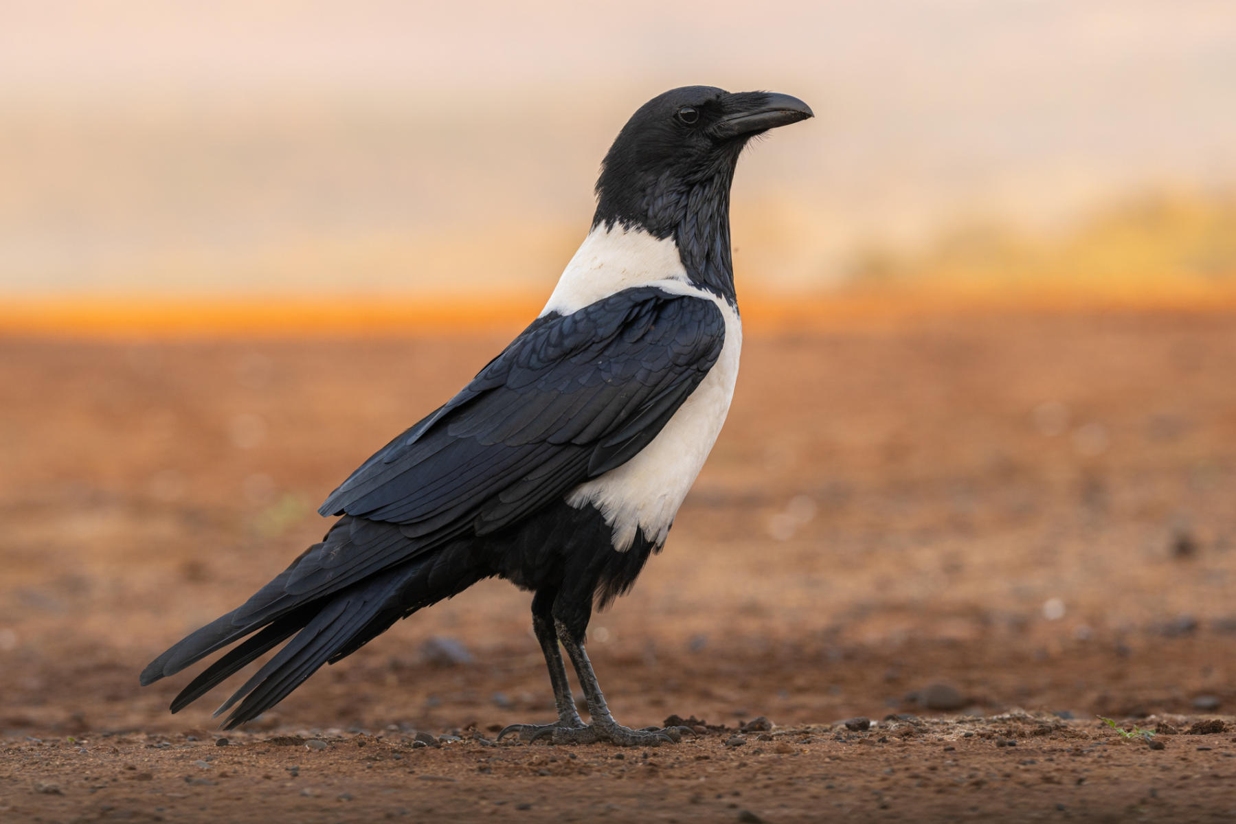 Pied Crow
 : South Africa : ELIZABETH SANJUAN PHOTOGRAPHY