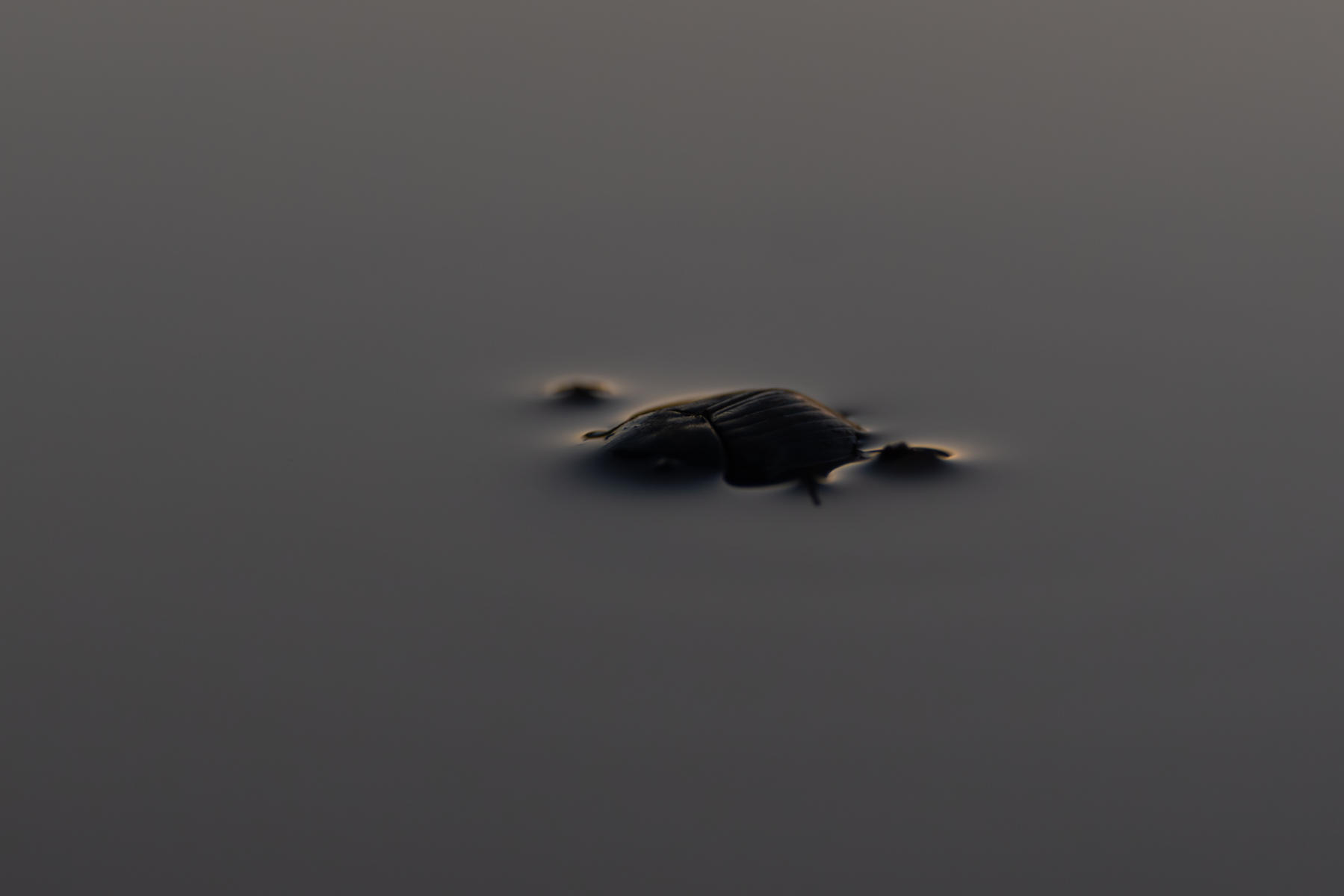 Dung Beetle : South Africa : ELIZABETH SANJUAN PHOTOGRAPHY