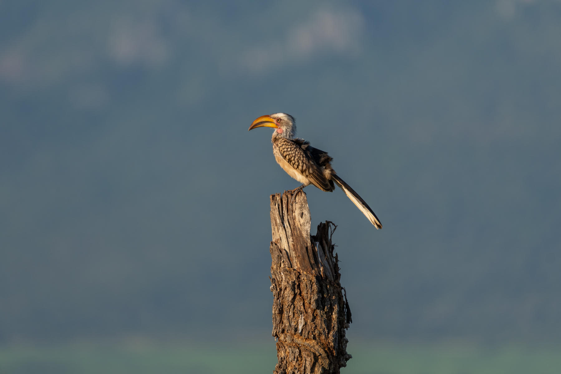 Southern Yellow-billed Hornbill : South Africa : ELIZABETH SANJUAN PHOTOGRAPHY