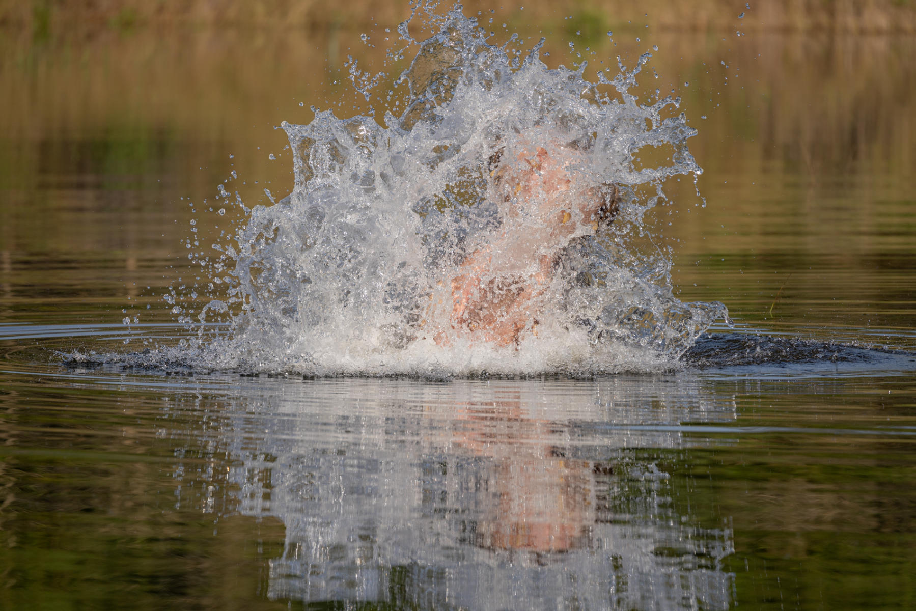 Hippopotamus  : South Africa : ELIZABETH SANJUAN PHOTOGRAPHY