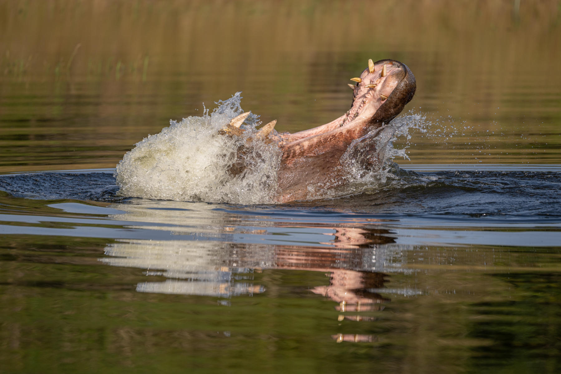 Hippopotamus wide open : South Africa : ELIZABETH SANJUAN PHOTOGRAPHY