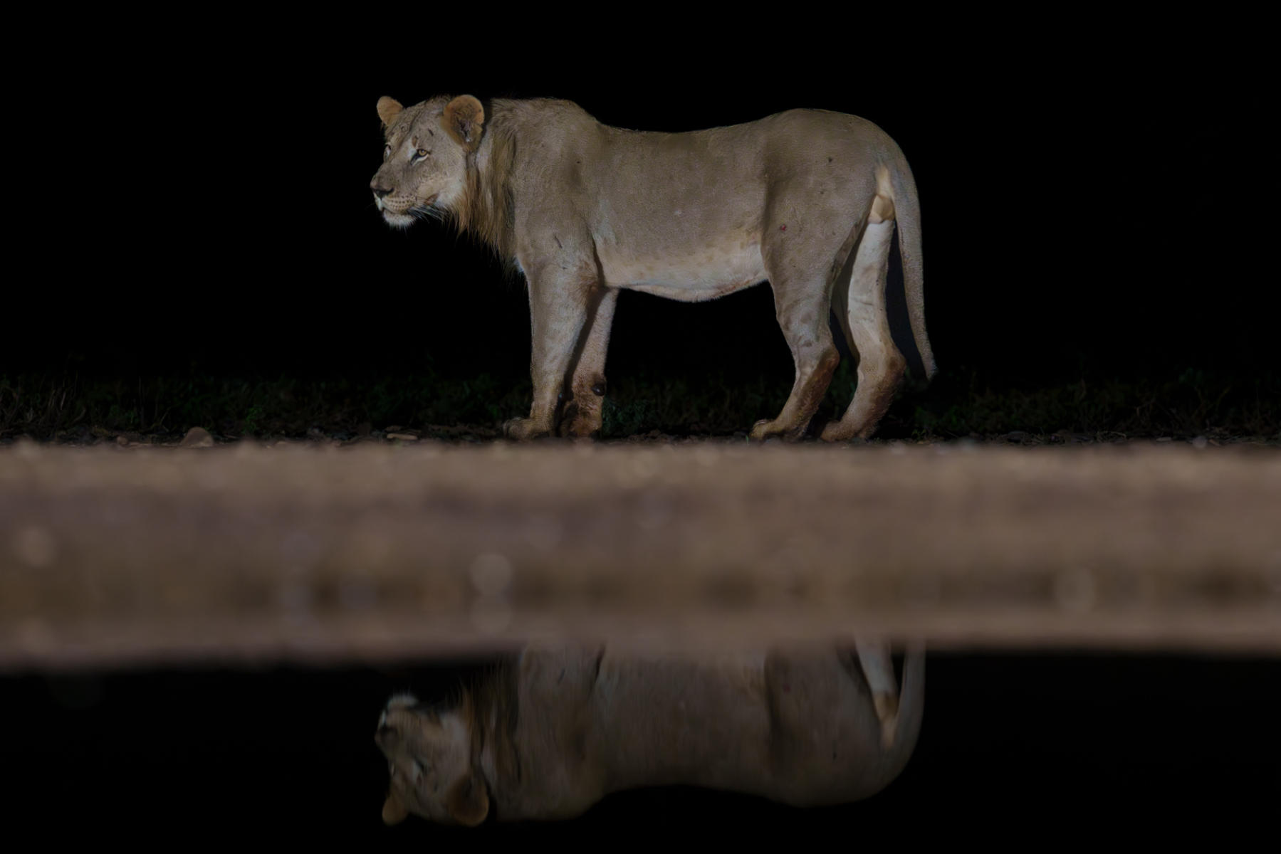 Lion at night : South Africa : ELIZABETH SANJUAN PHOTOGRAPHY