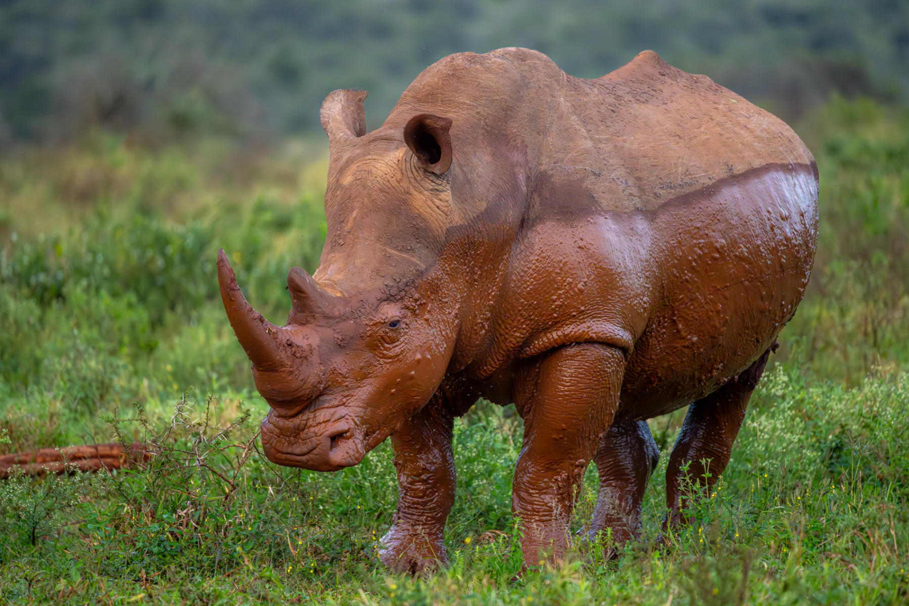 Rhinoceros 
 : South Africa : ELIZABETH SANJUAN PHOTOGRAPHY