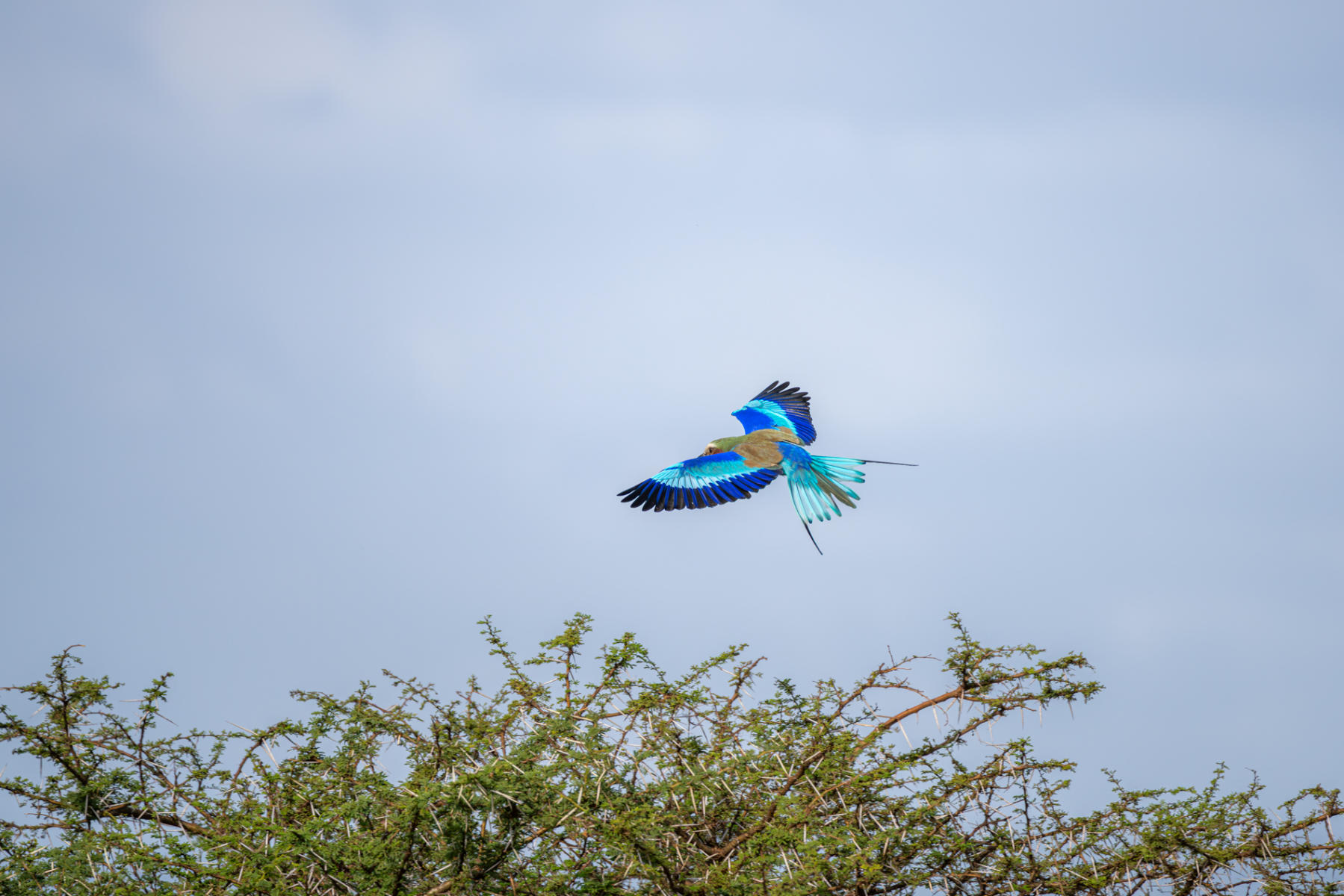 Lilac Breasted Roller : South Africa : ELIZABETH SANJUAN PHOTOGRAPHY